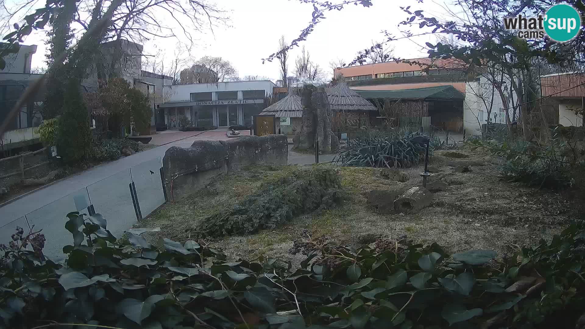 Zoo Zagreb – Meerkat (Suricate)