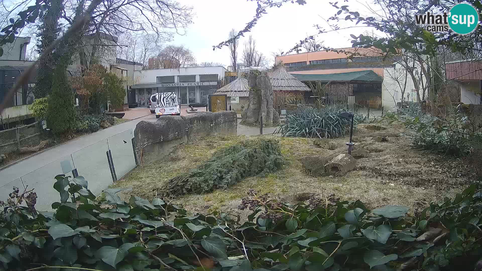 Zoo Zagreb – Merkat