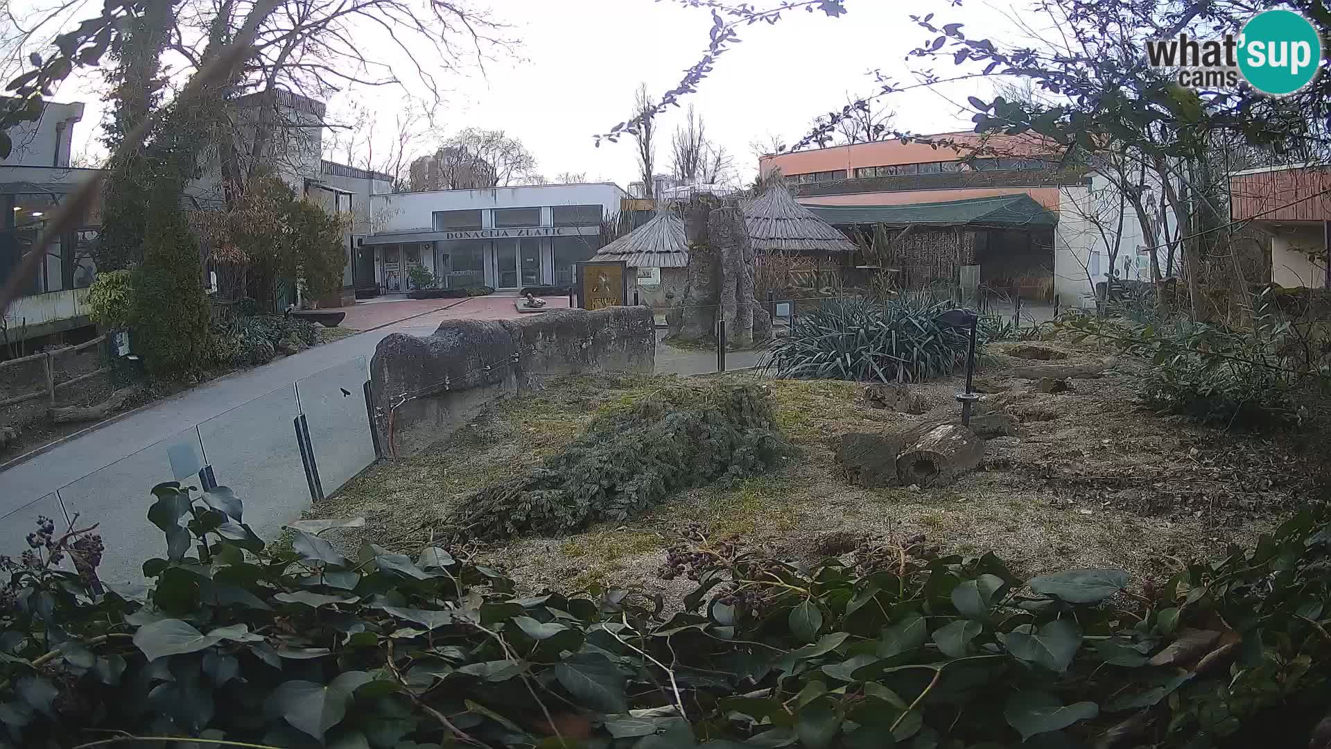 Zoo Zagreb – Meerkat (Suricate)