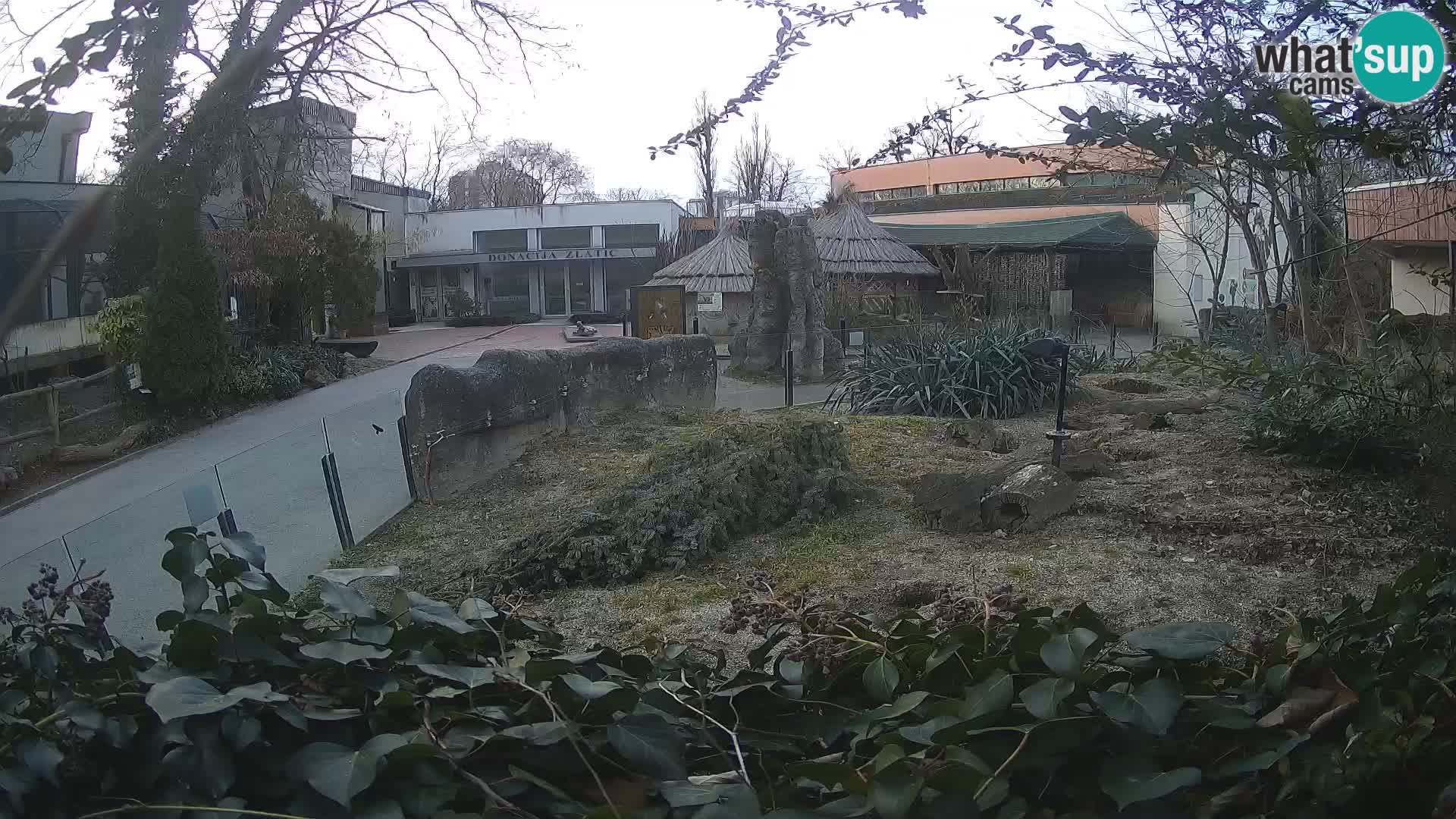 Zoo Zagreb – Surikate