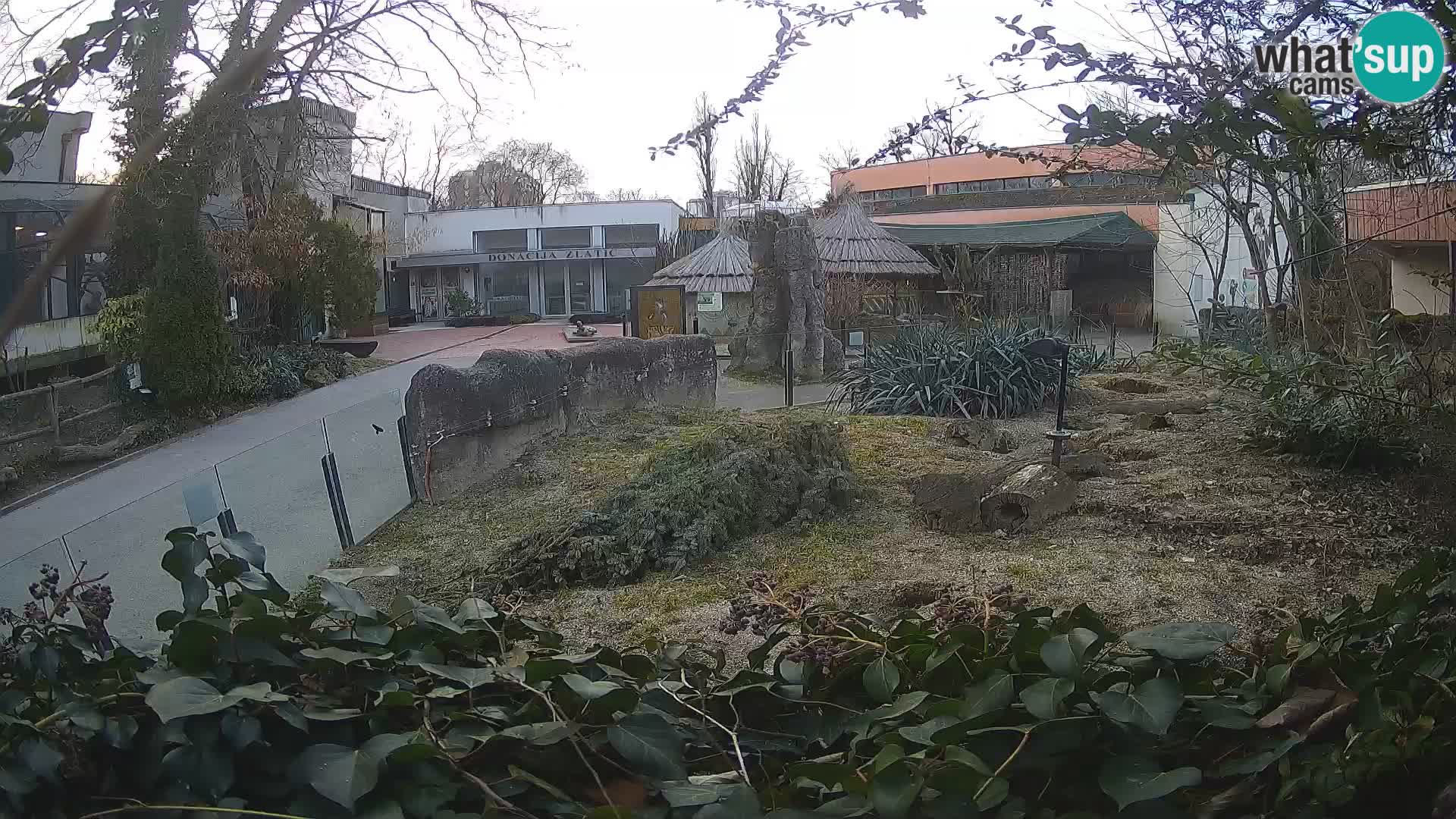 Zoo Zagreb – Meerkat (Suricate)