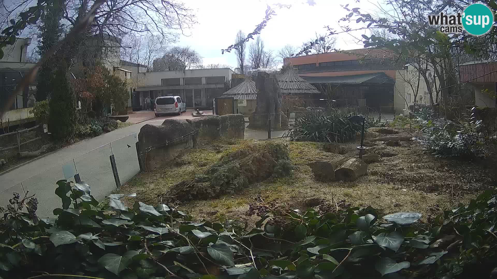 Zoo Zagreb – Meerkat (Suricate)