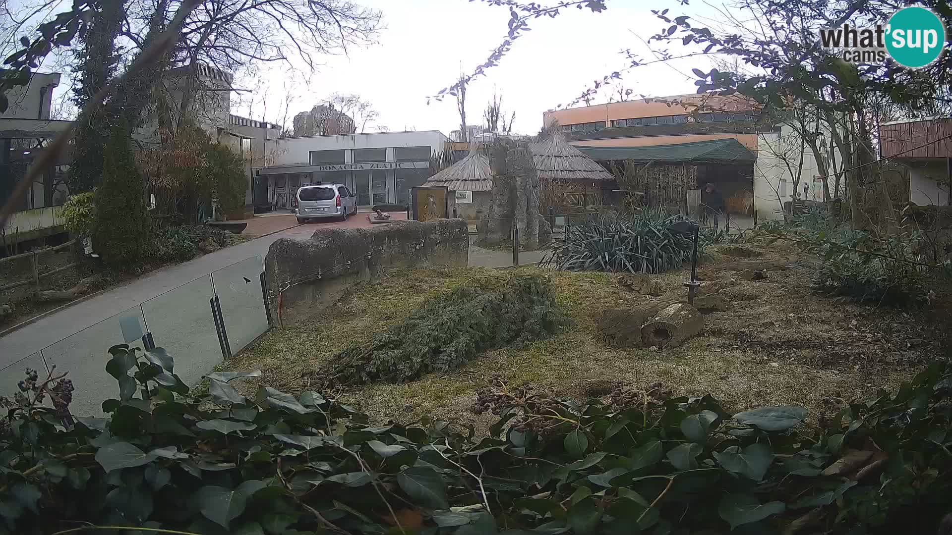 Zoo Zagreb – Meerkat (Suricate)