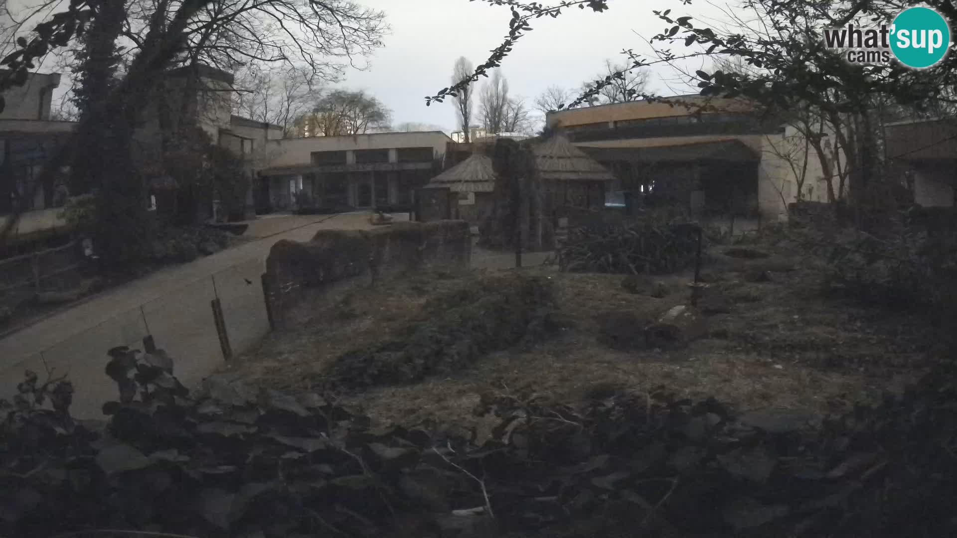 Zoo Zagreb – Suricata