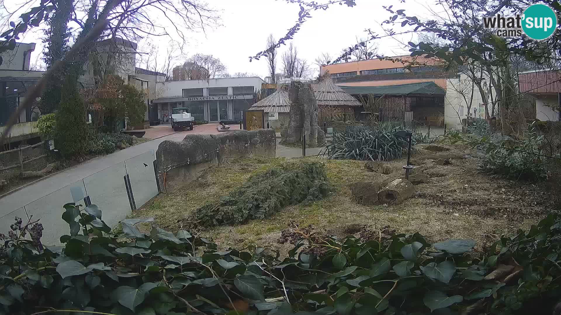 Zoo Zagreb – Meerkat (Suricate)