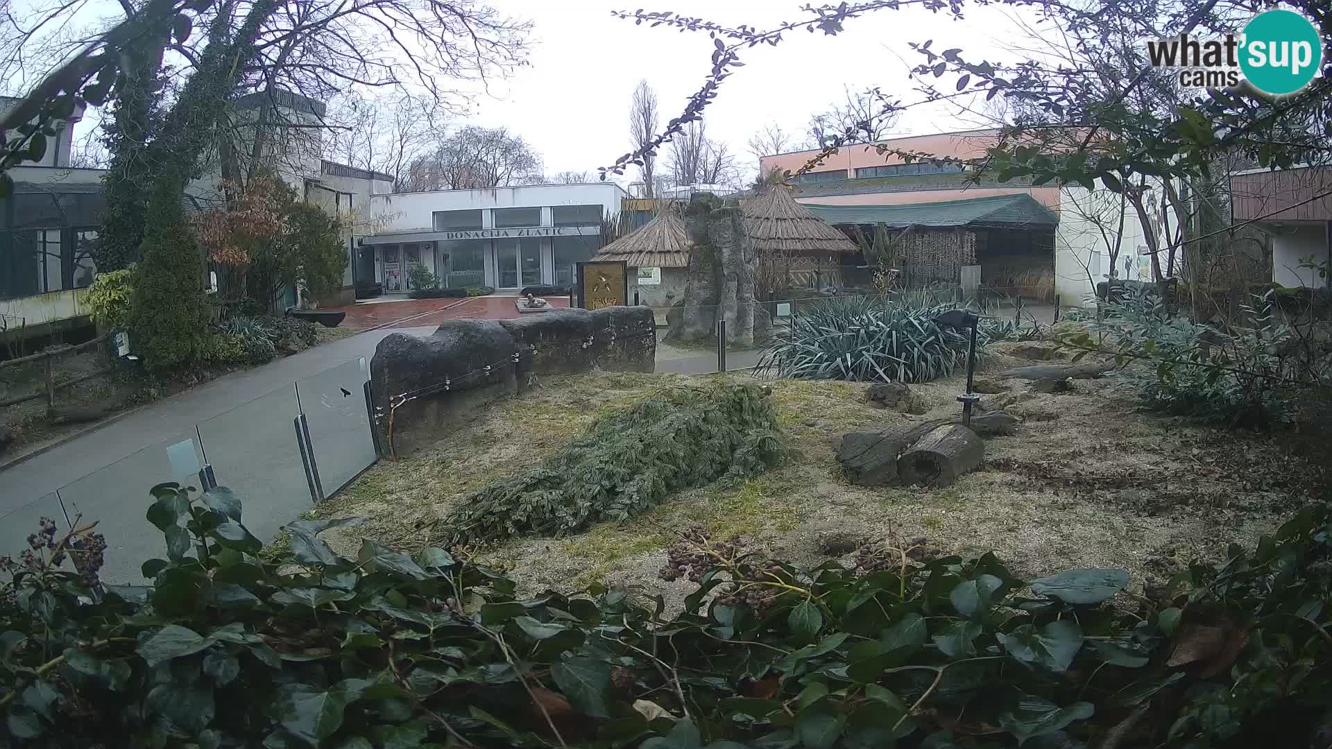 Zoo Zagreb – Meerkat (Suricate)