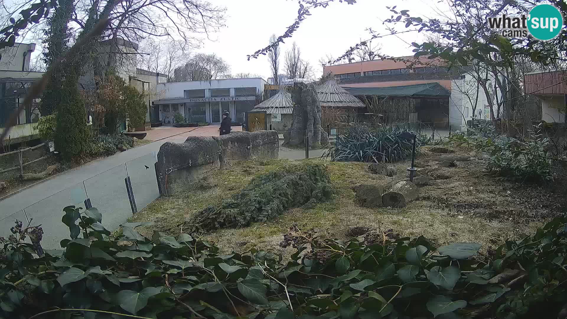 Zoo Zagreb – Surikate