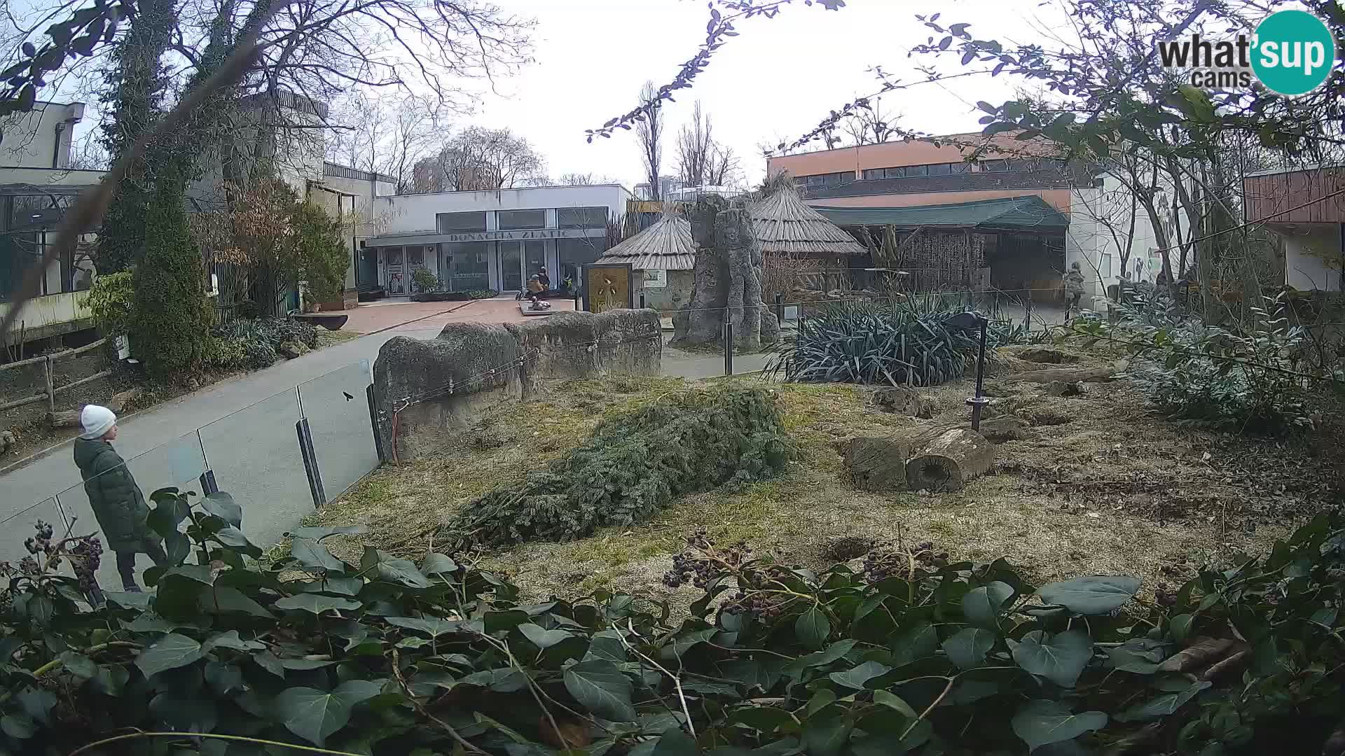 Zoo Zagreb – Meerkat (Suricate)