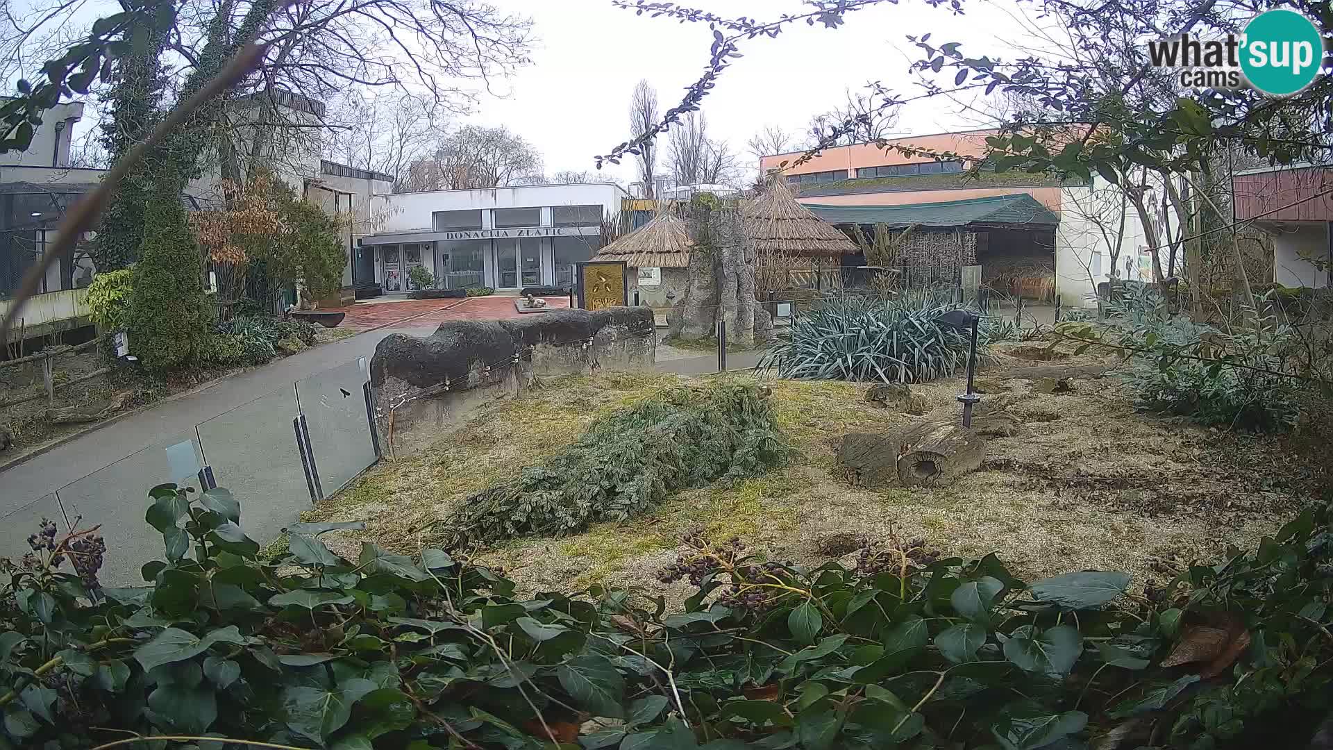 Zoo Zagreb – Merkat