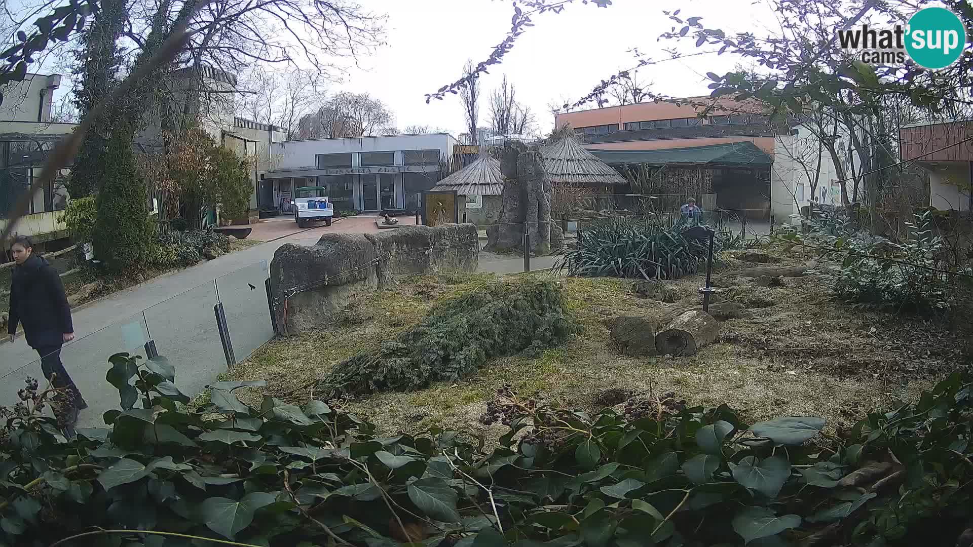 Zoo Zagreb – Merkat