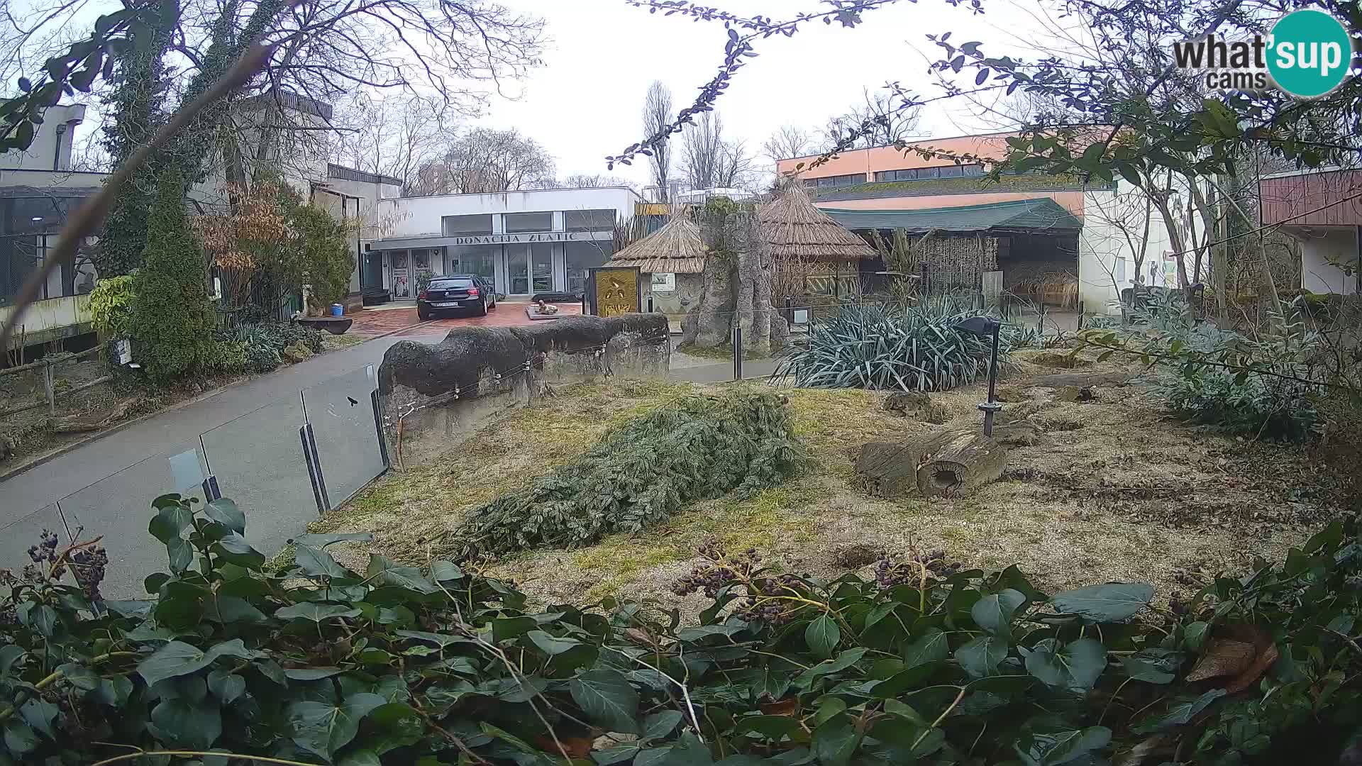 Zoo Zagreb – Meerkat (Suricate)