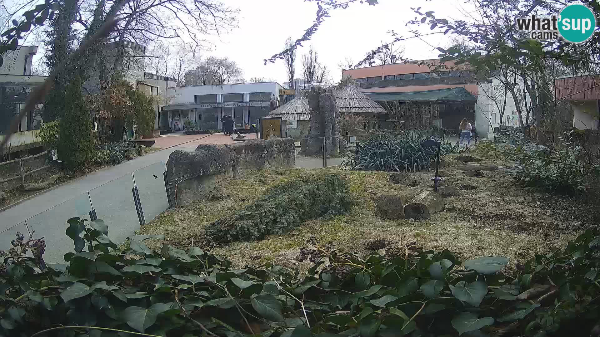 Zoo Zagreb – Meerkat (Suricate)