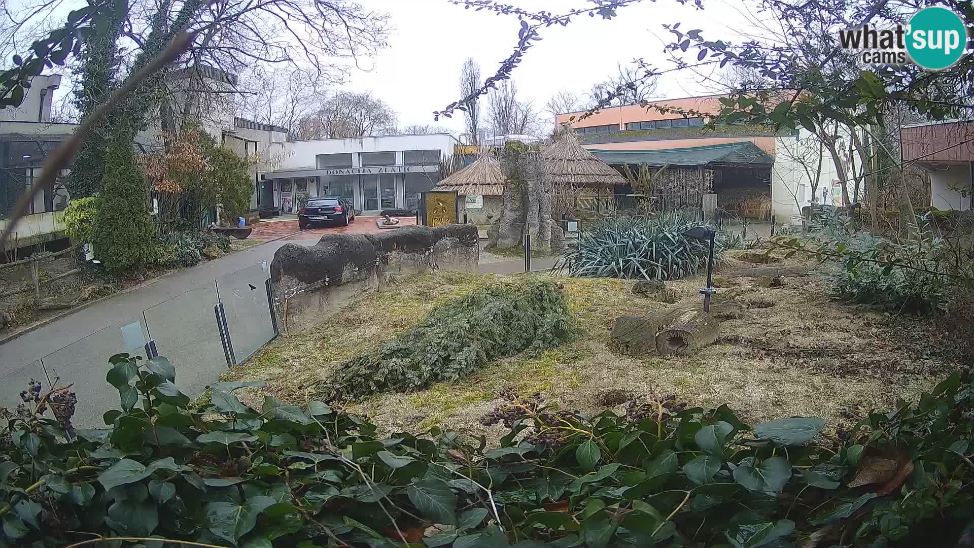 Zoo Zagreb – Erdmännchen