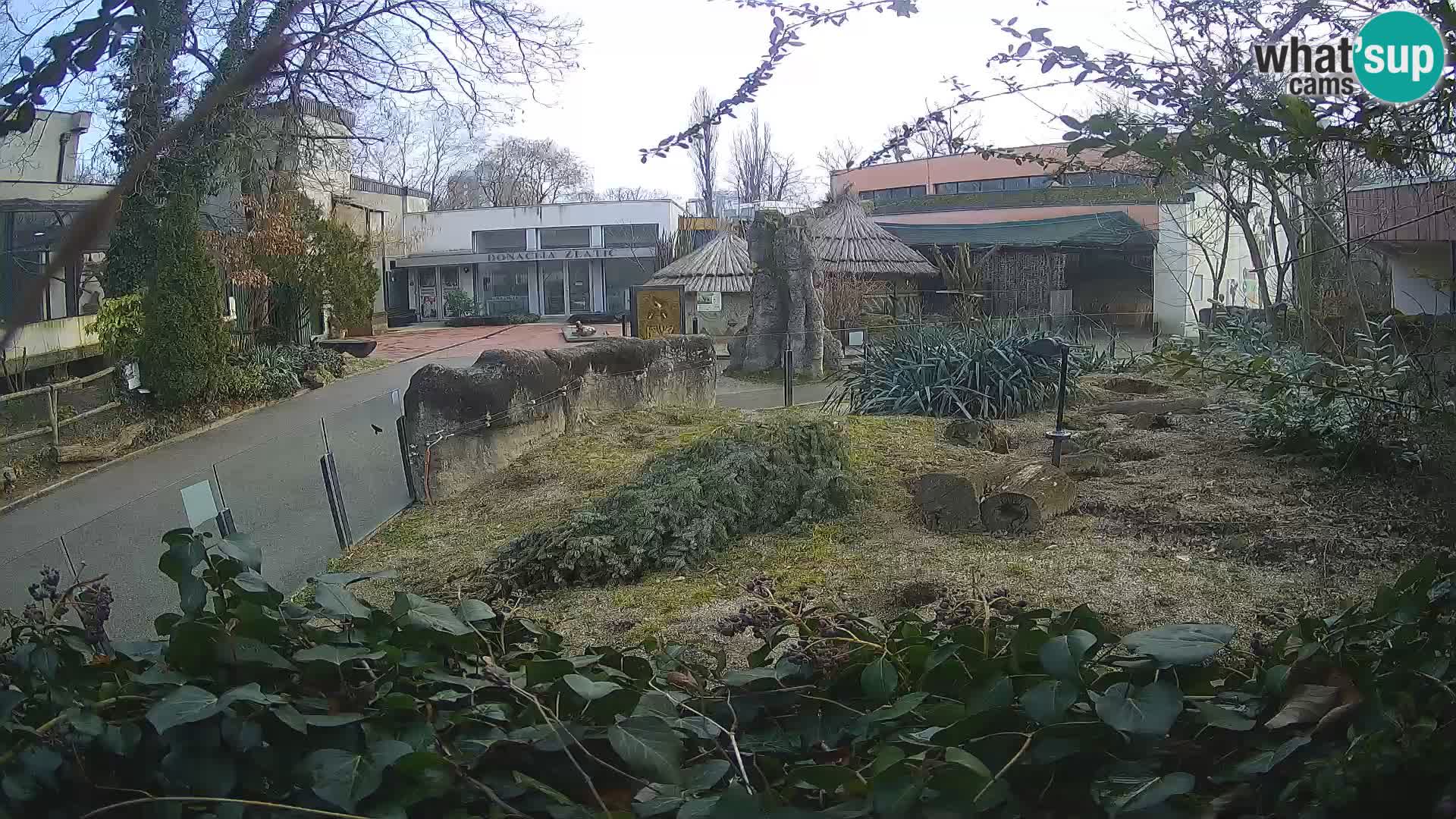 Zoo Zagreb – Merkat