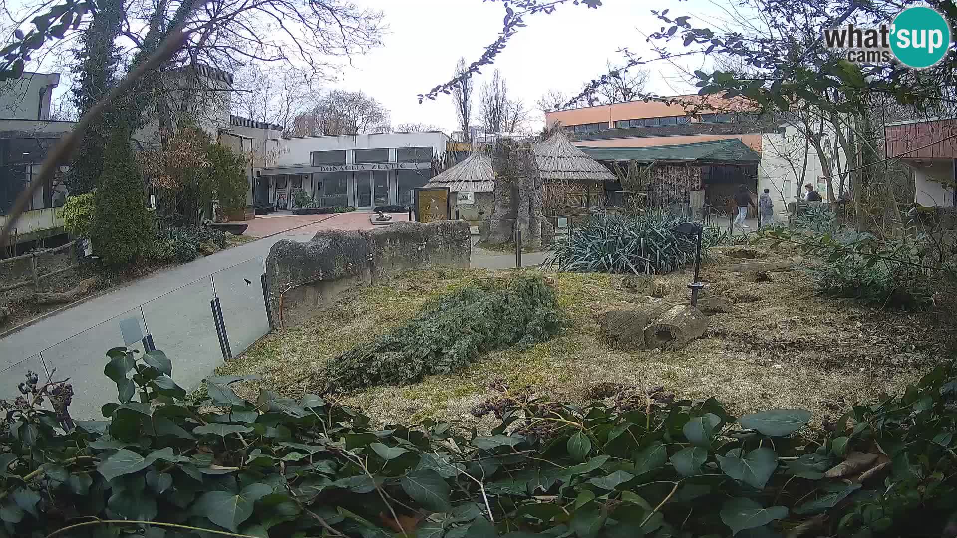 Zoo Zagreb – Surikate