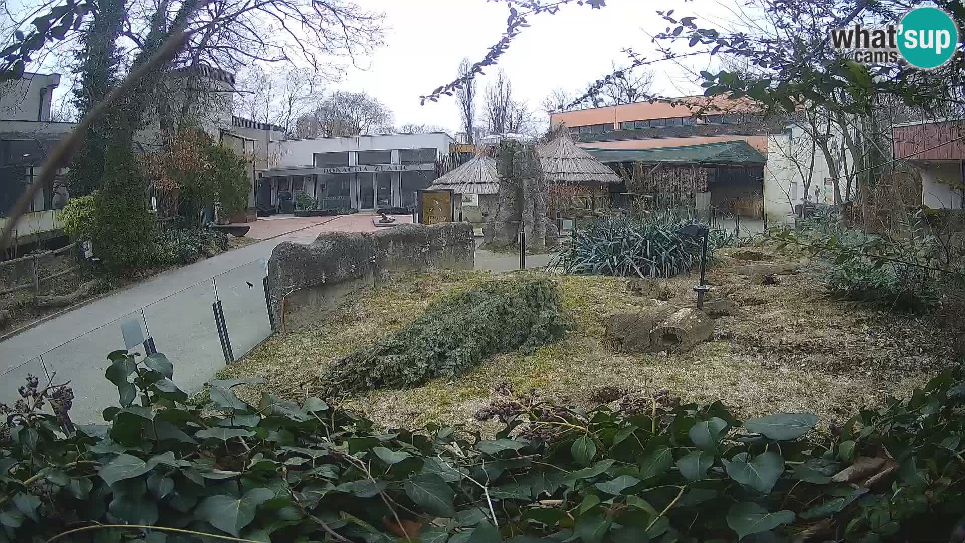 Zoo Zagreb – Meerkat (Suricate)