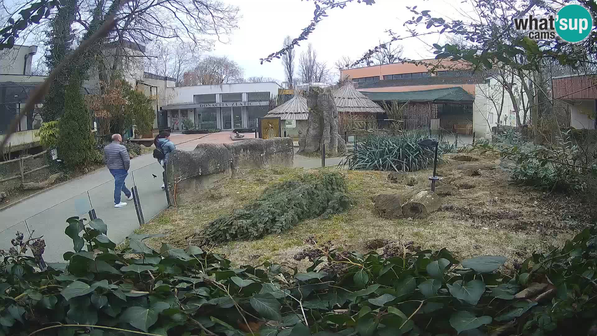 Zoo Zagreb – Surikate