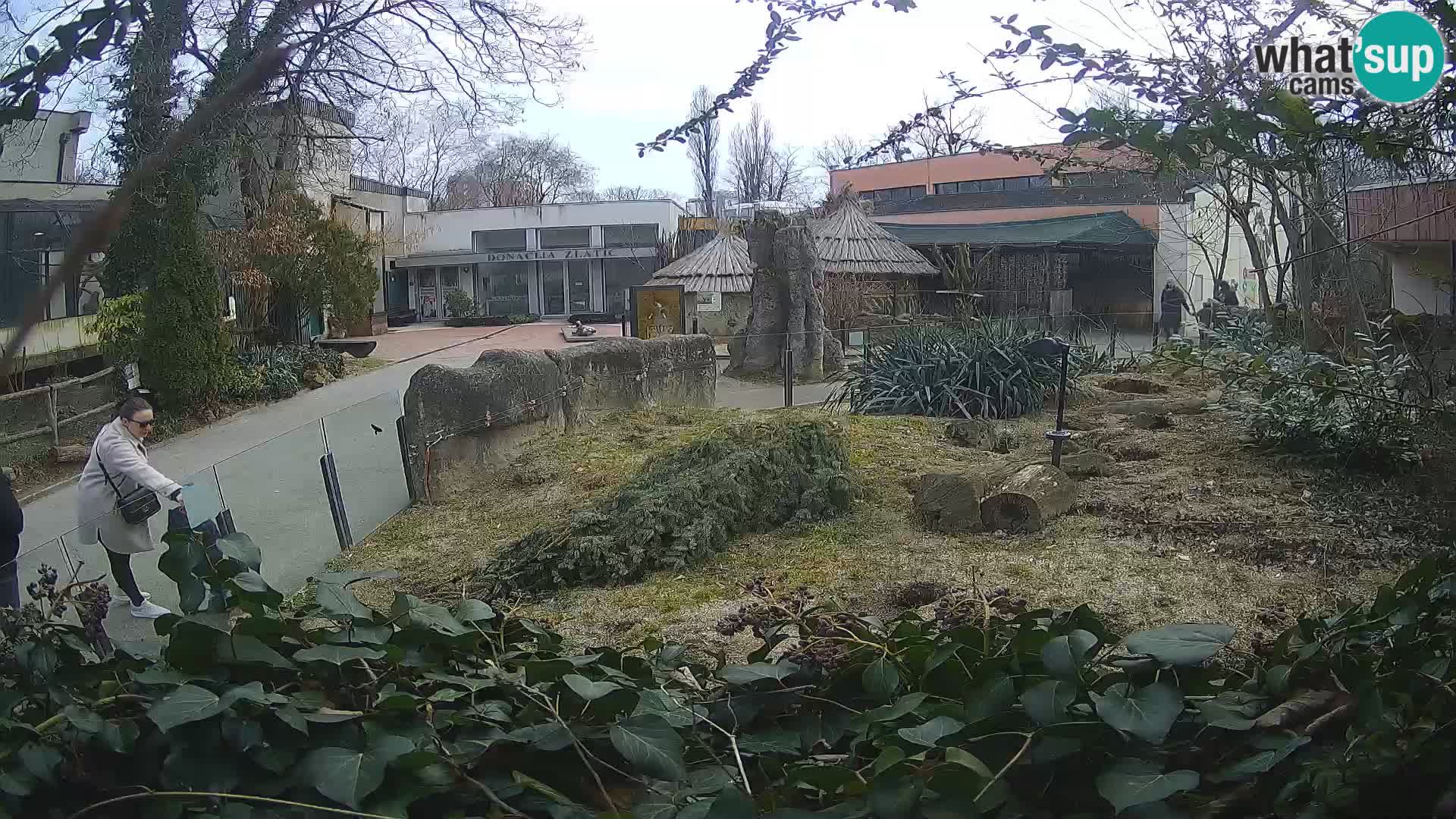 Zoo Zagreb – Suricata