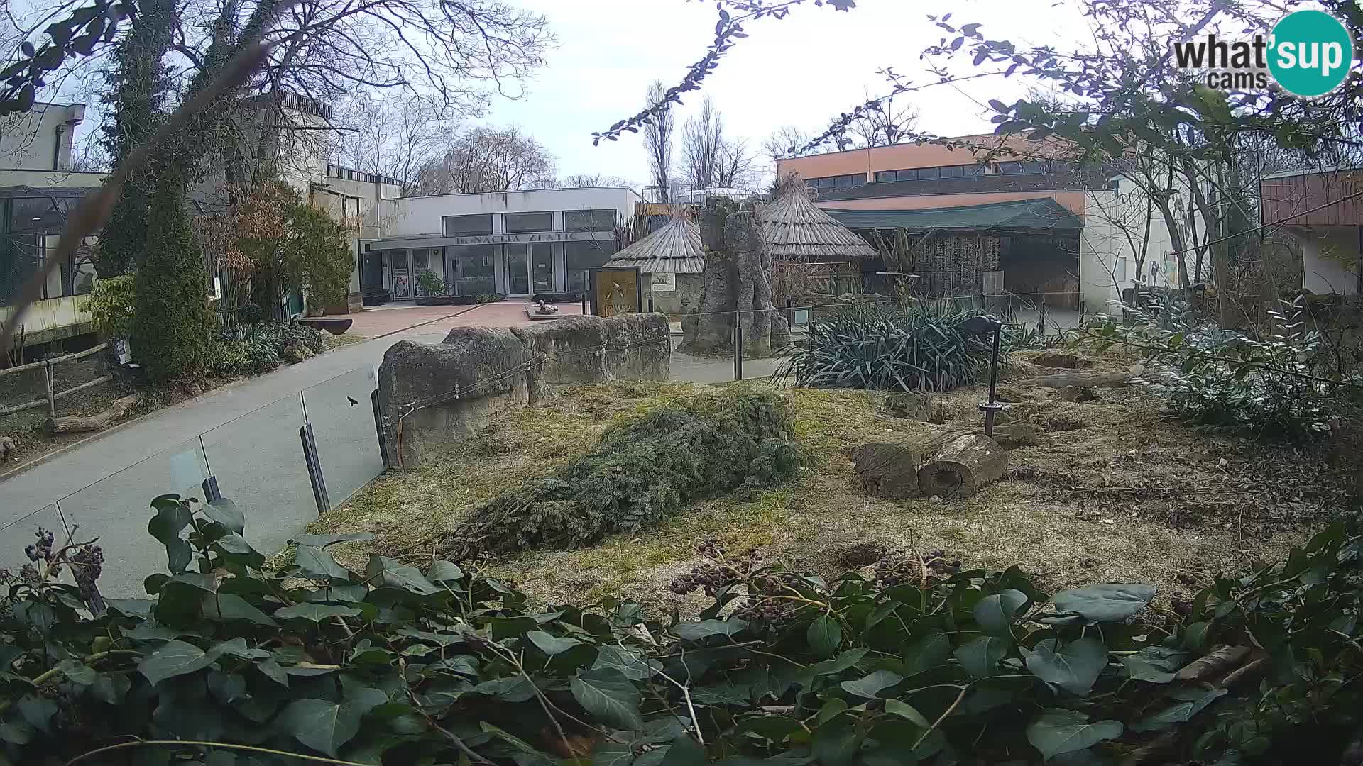 Zoo Zagreb – Merkat