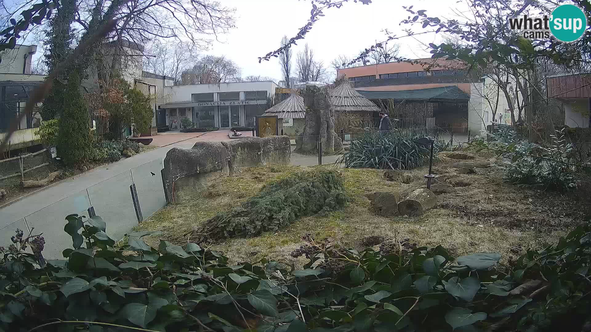 Zoo Zagreb – Surikate