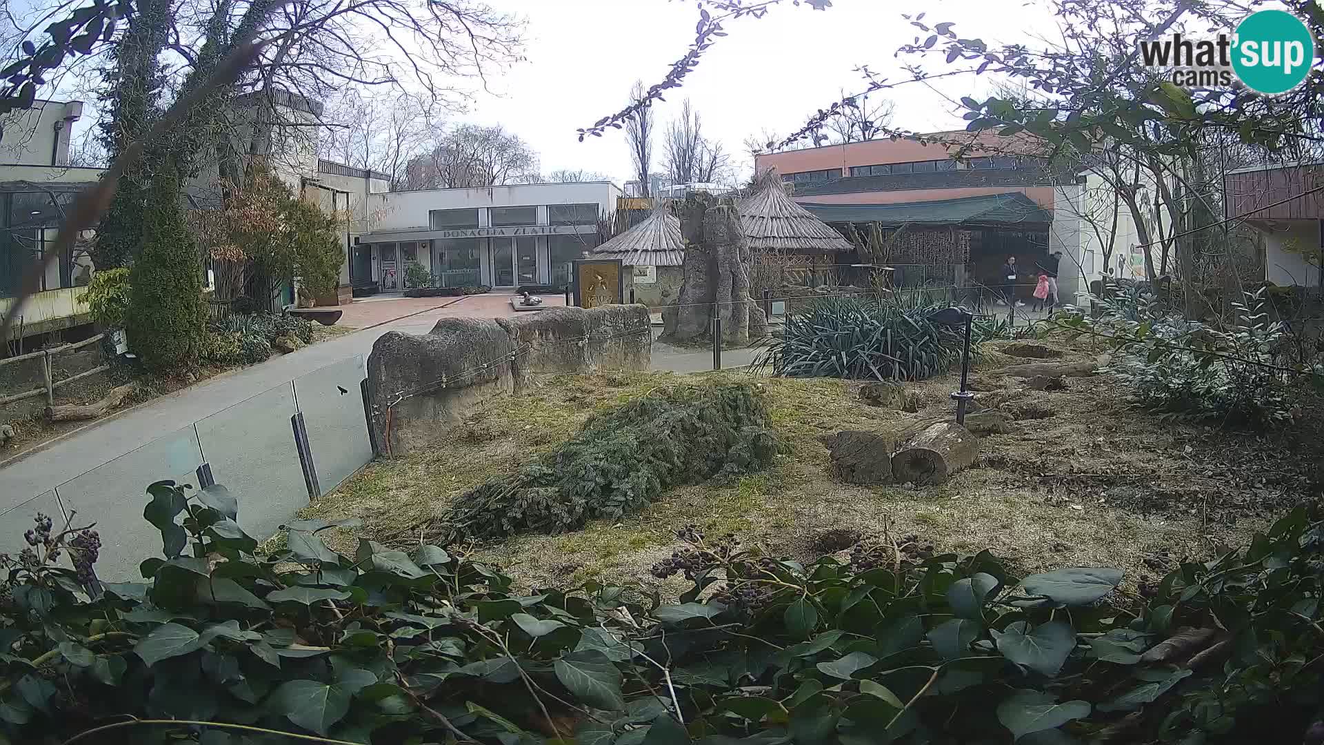 Zoo Zagreb – Erdmännchen