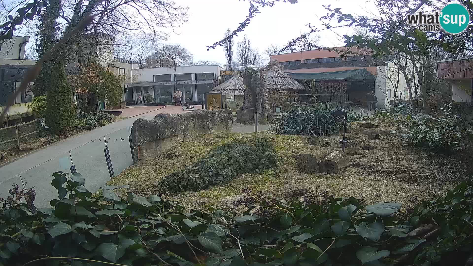 Zoo Zagreb – Meerkat (Suricate)