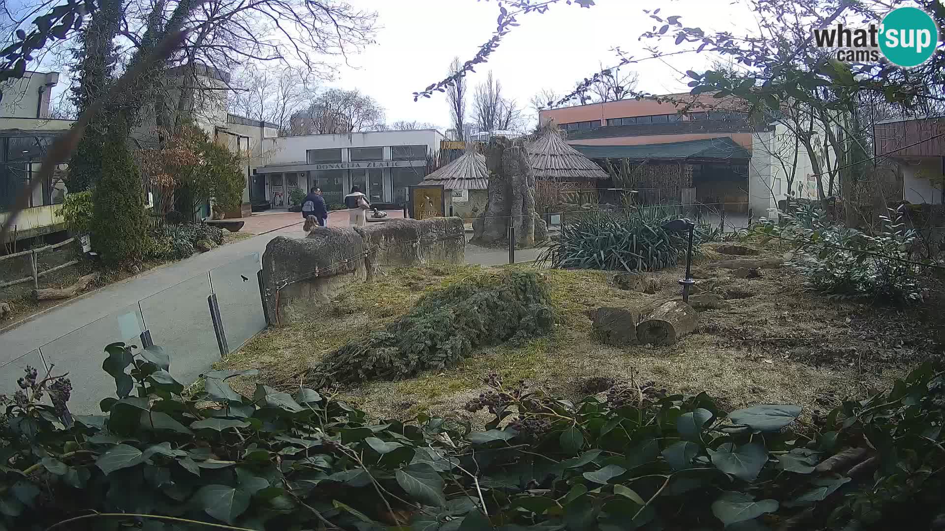 Zoo Zagreb – Meerkat (Suricate)