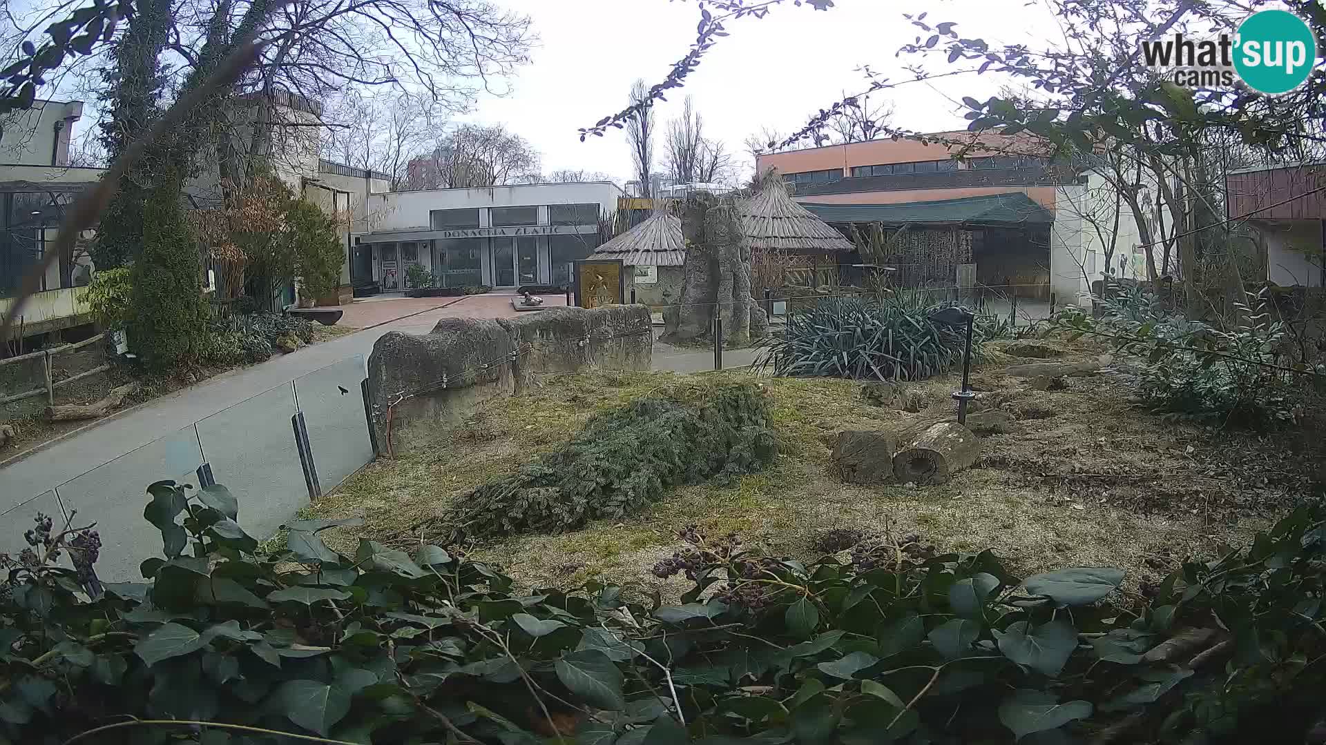 Zoo Zagreb – Surikate