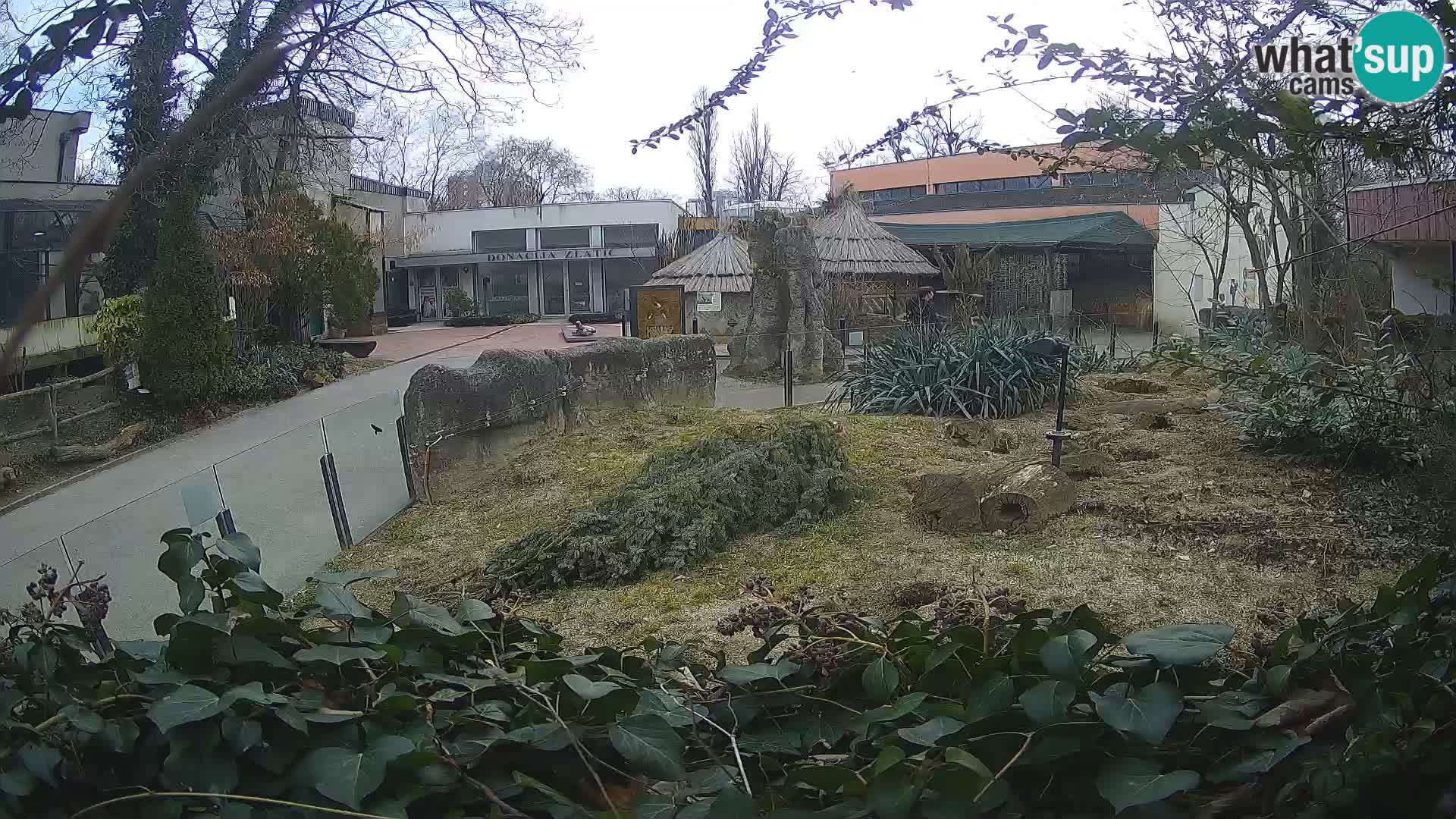 Zoo Zagreb – Meerkat (Suricate)