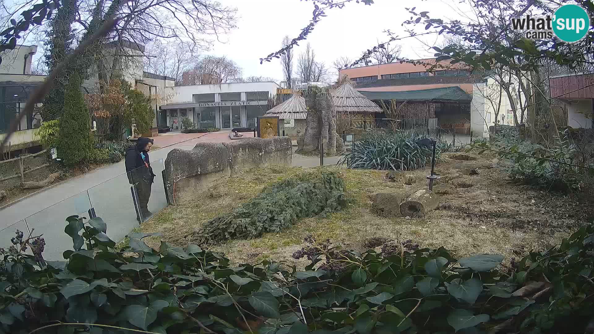 Zoo Zagreb – Surikate