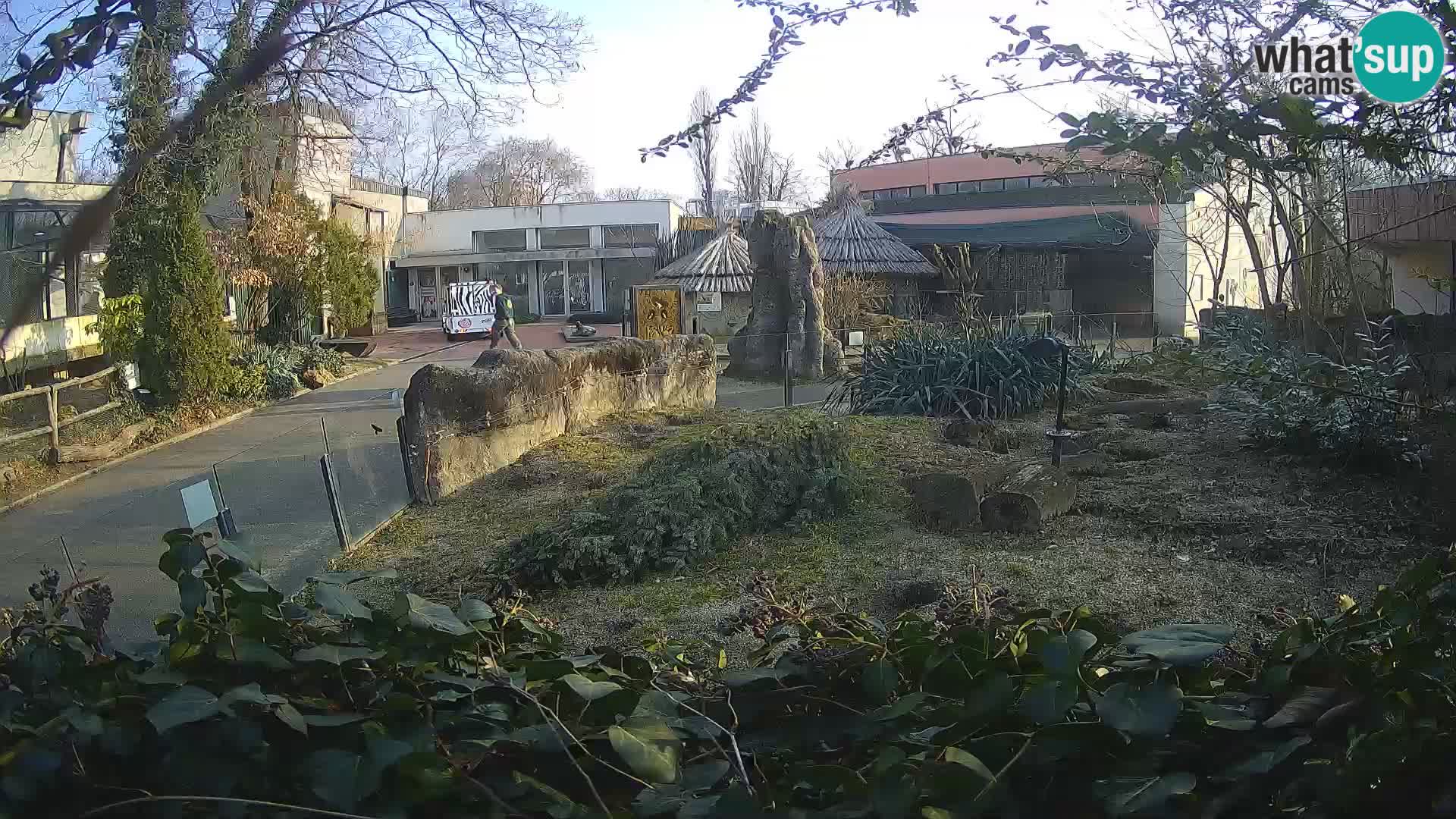 Zoo Zagreb – Suricata