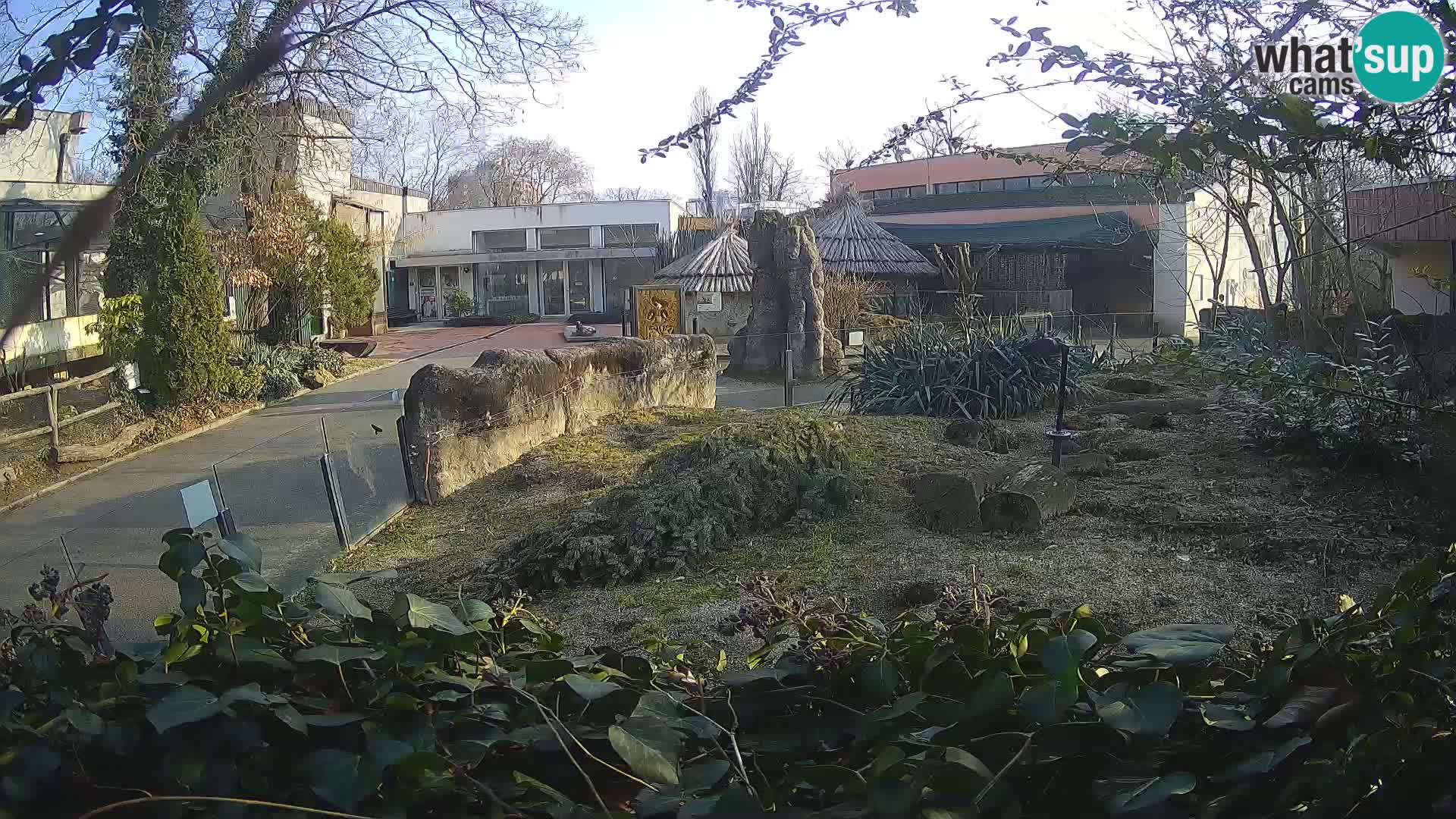 Zoo Zagreb – Suricata