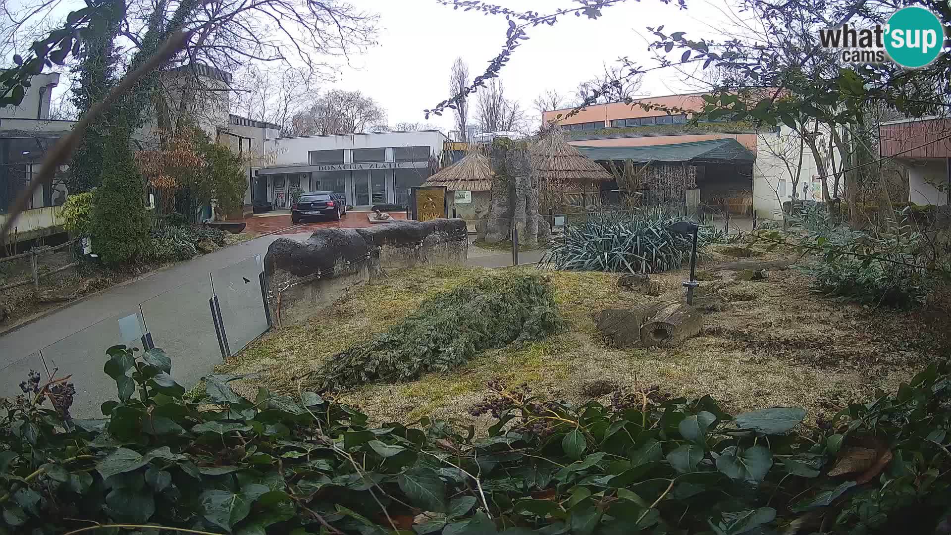 Zoo Zagreb – Merkat