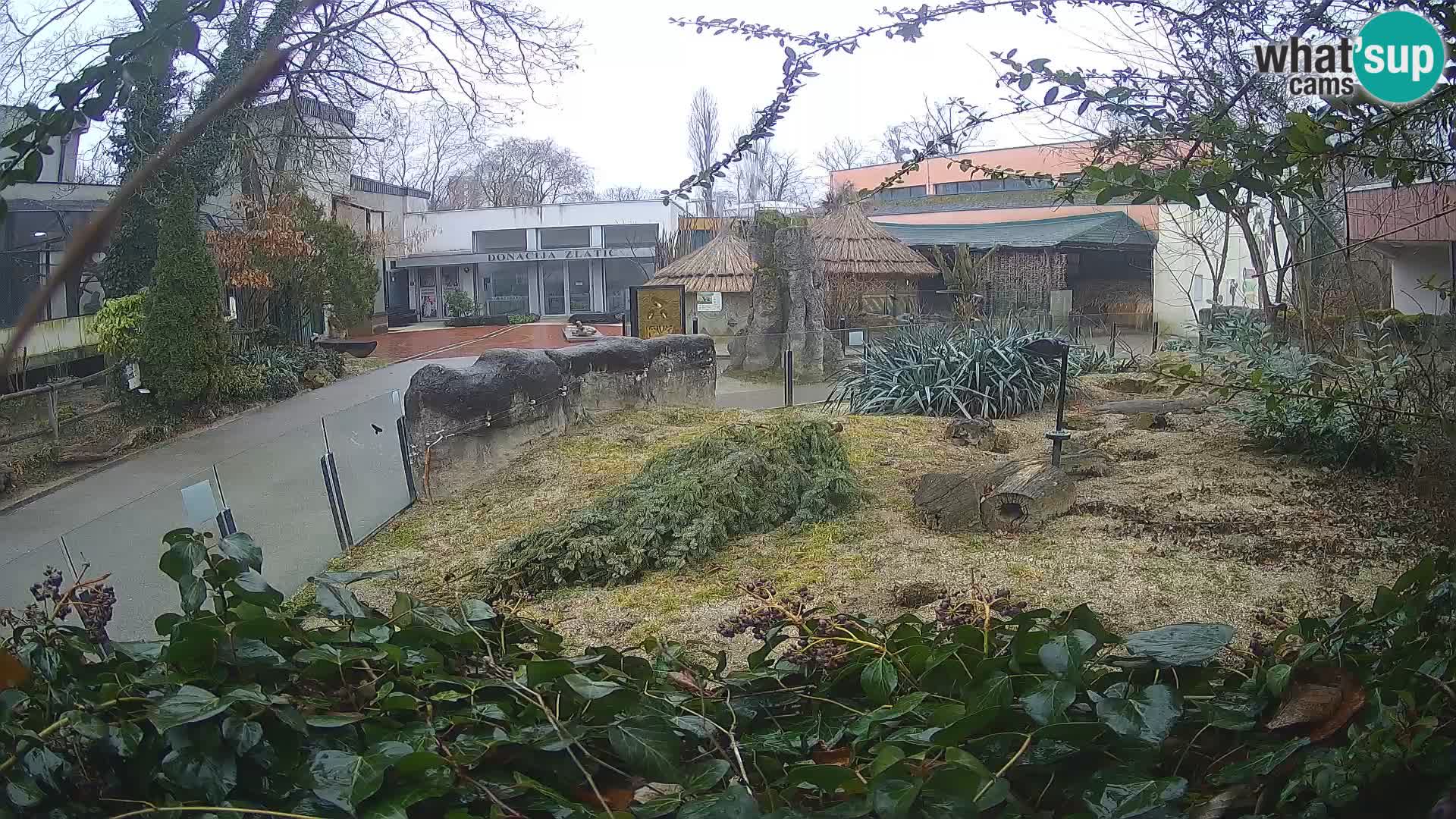 Zoo Zagreb – Surikate