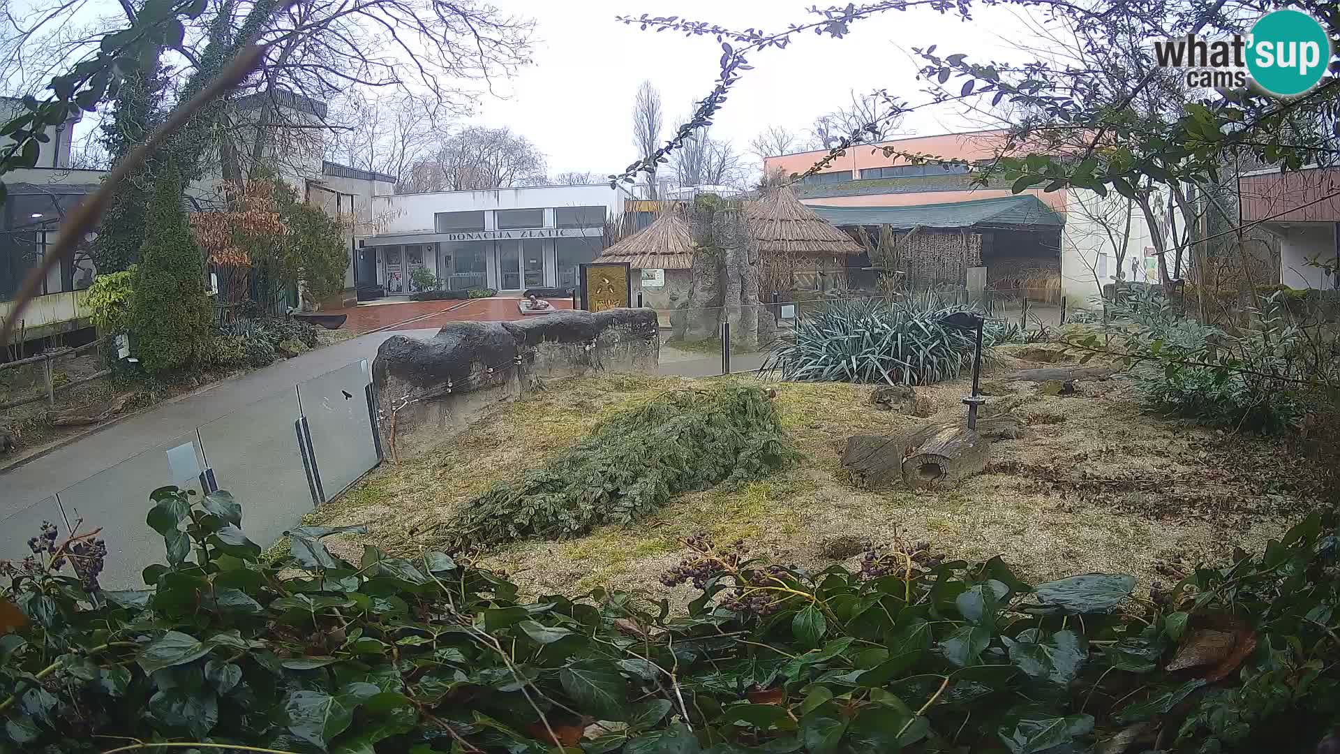 Zoo Zagreb – Merkat