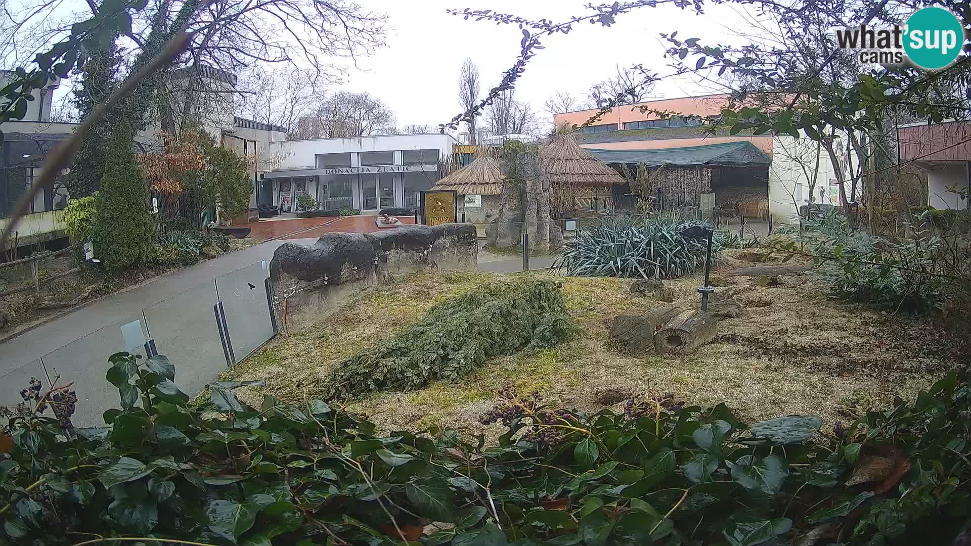 Zoo Zagreb – Meerkat (Suricate)