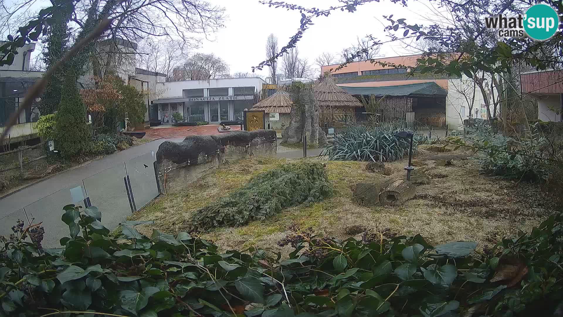 Zoo Zagreb – Meerkat (Suricate)