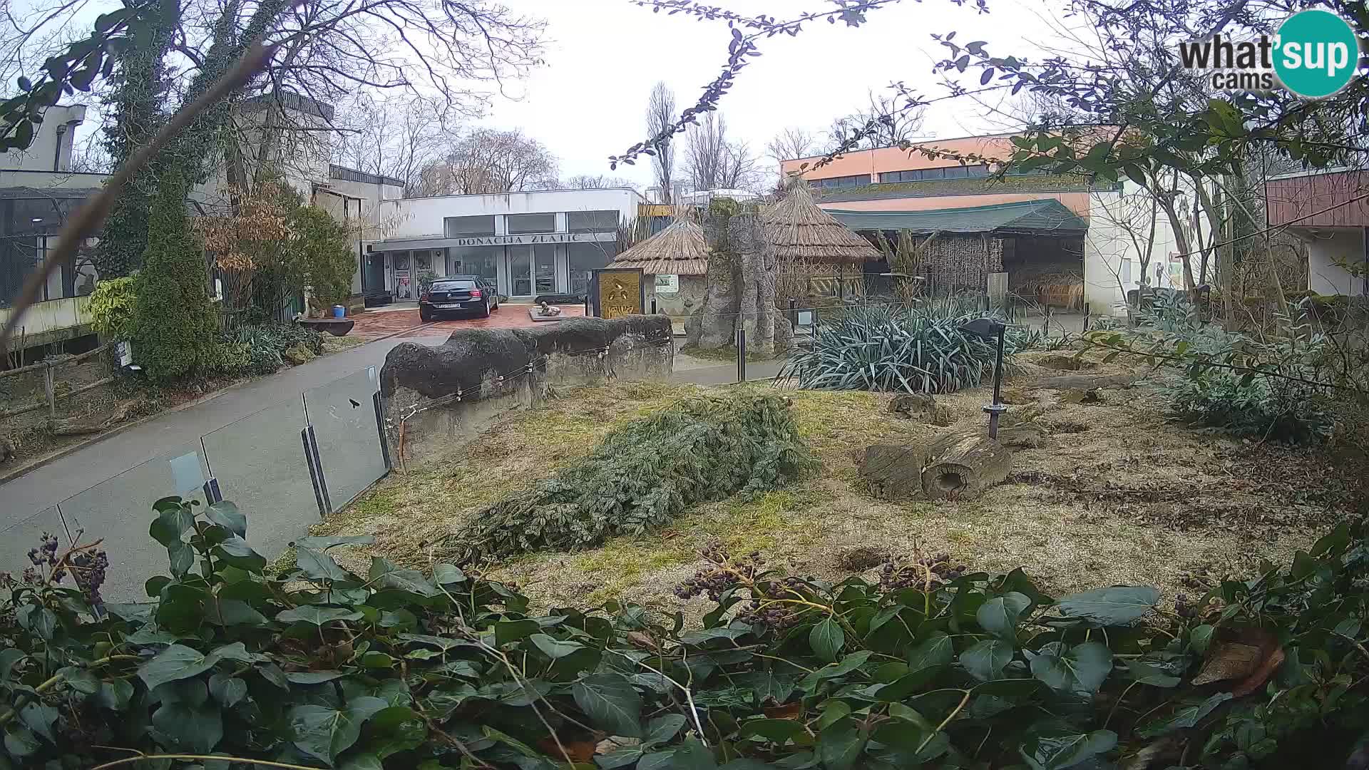 Zoo Zagreb – Merkat