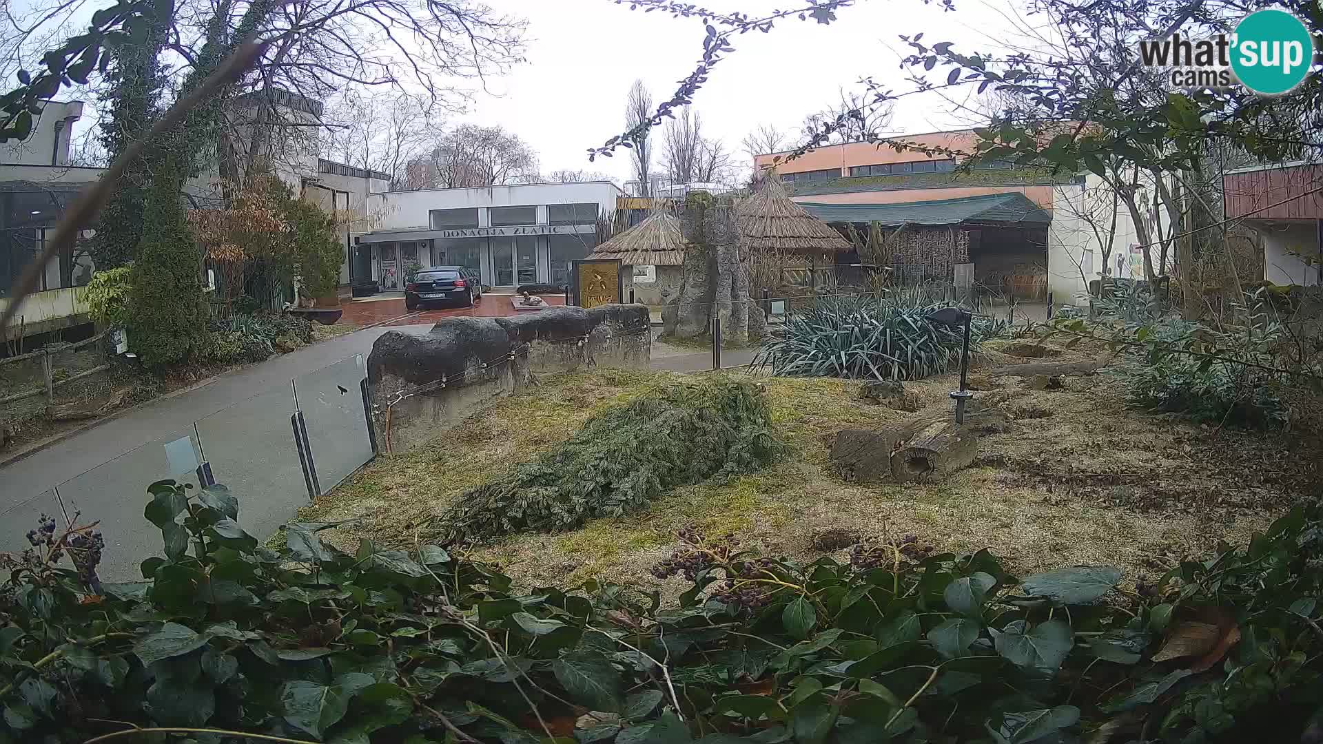 Zoo Zagreb – Suricata