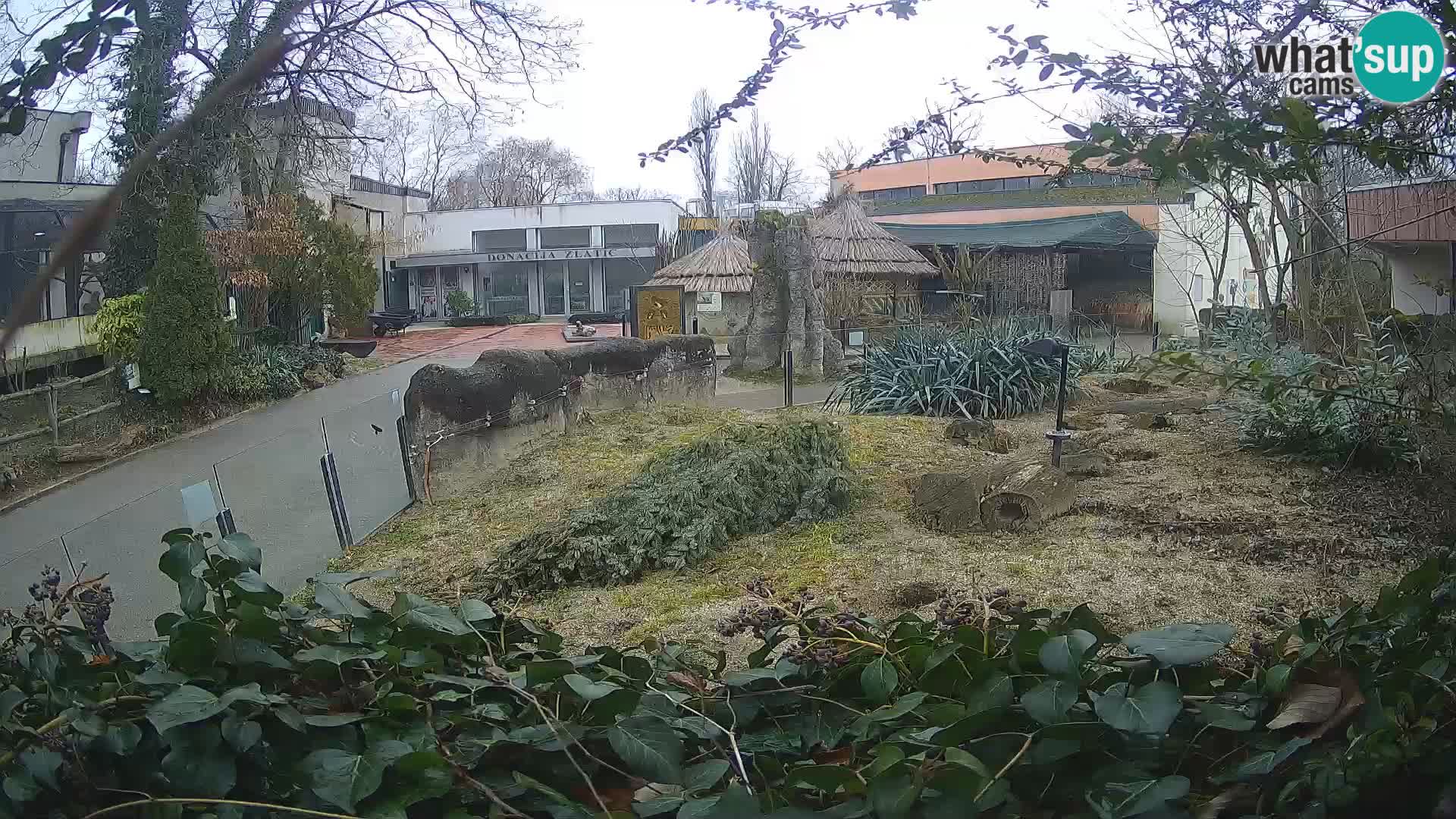 Zoo Zagreb – Erdmännchen