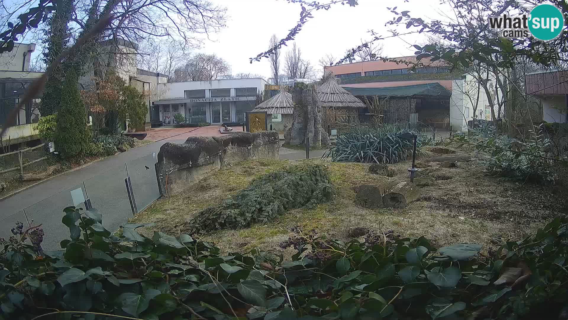 Zoo Zagreb – Suricata