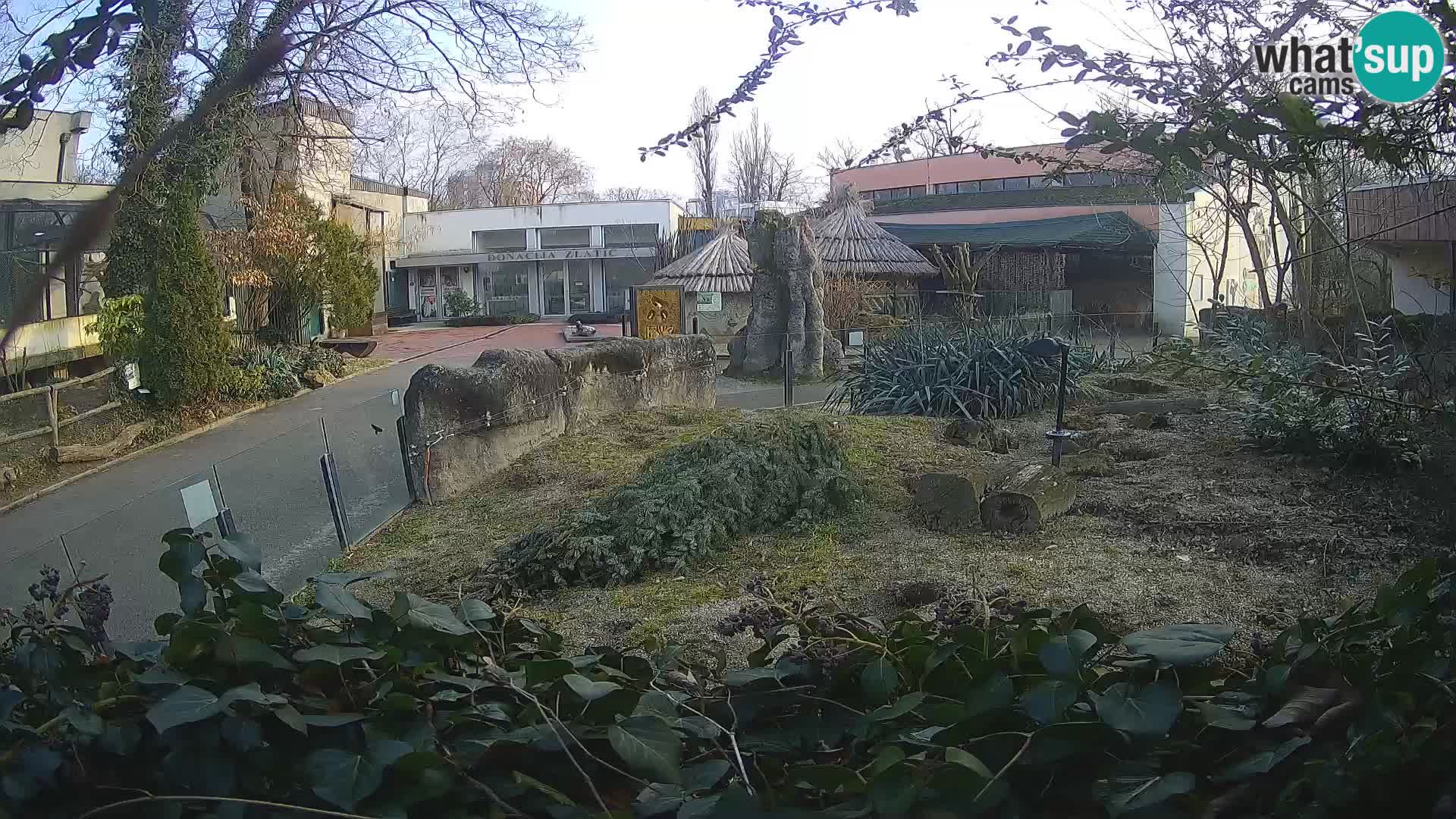 Zoo Zagreb – Erdmännchen