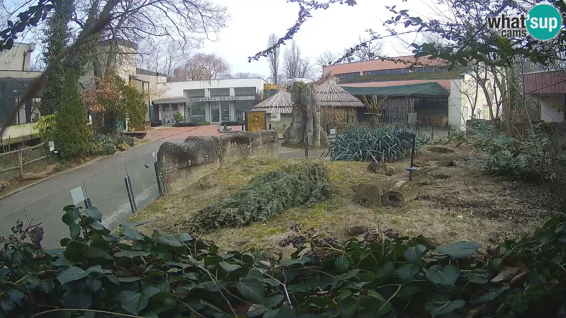 Zoo Zagreb – Surikate