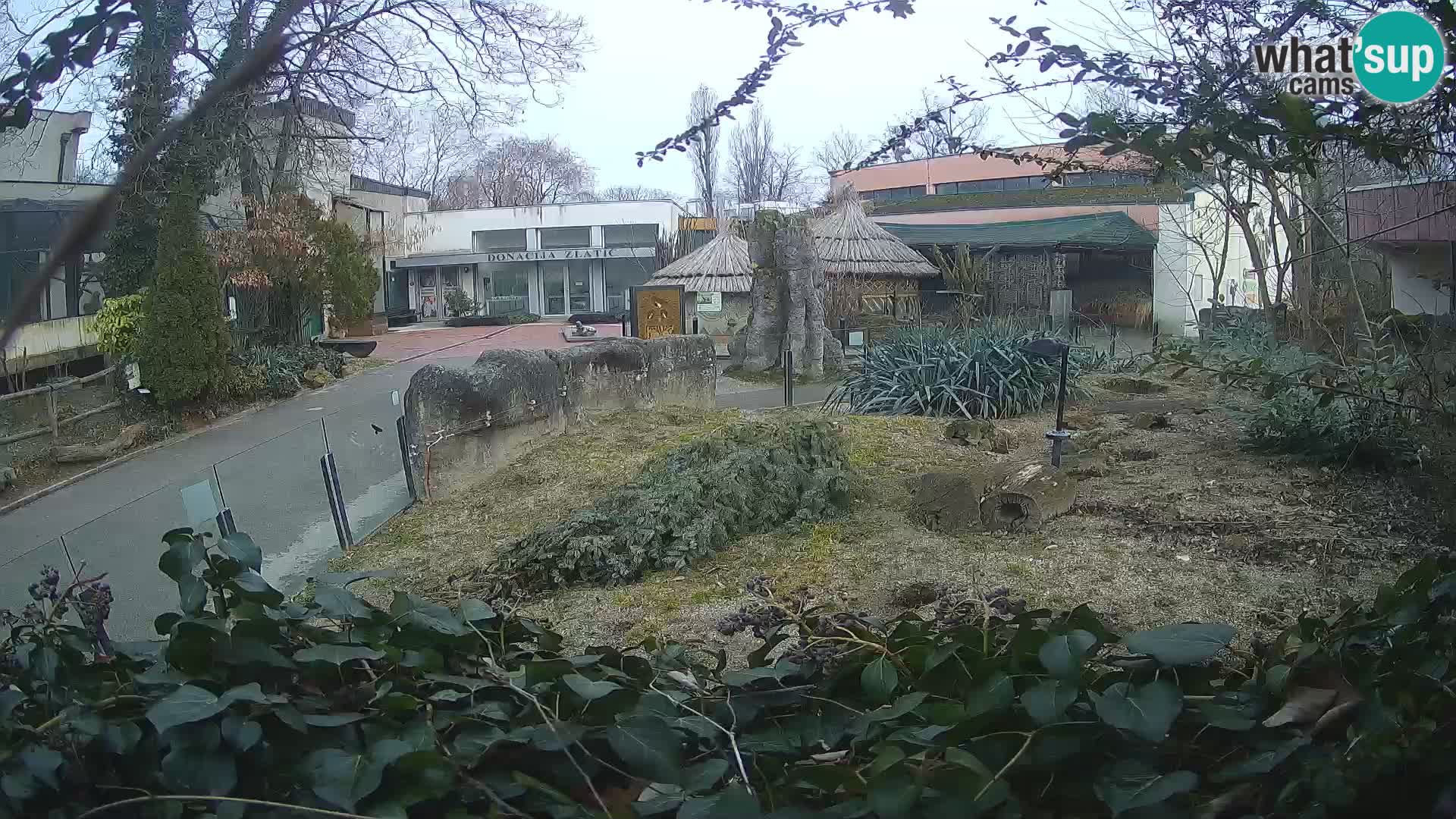 Zoo Zagreb – Merkat