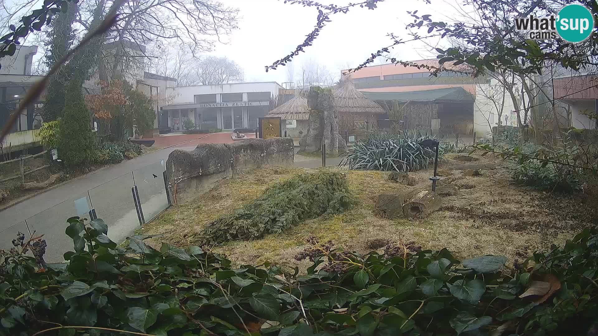 Zoo Zagreb – Suricate