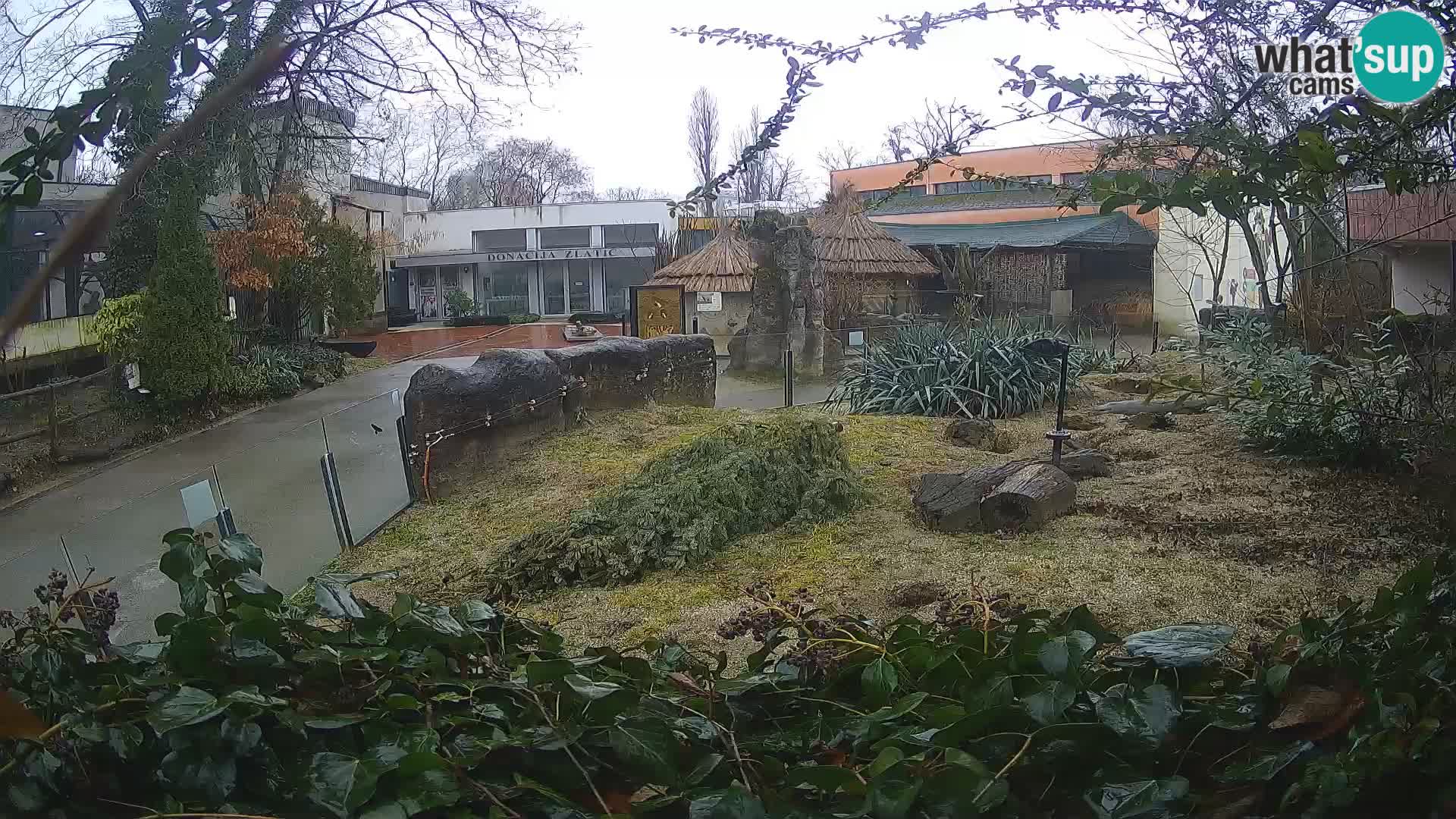 Zoo Zagreb – Surikate