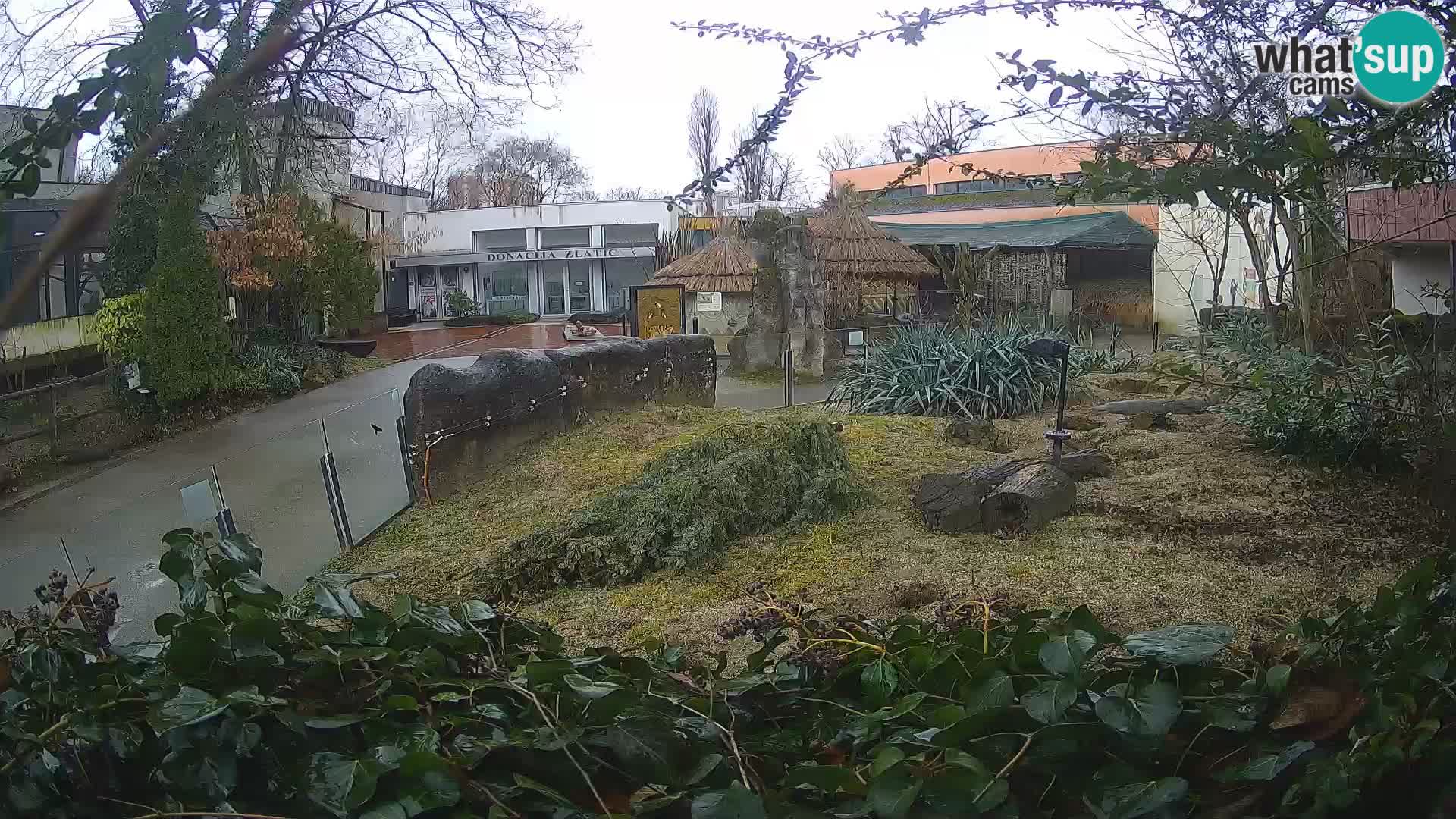 Zoo Zagreb – Surikate