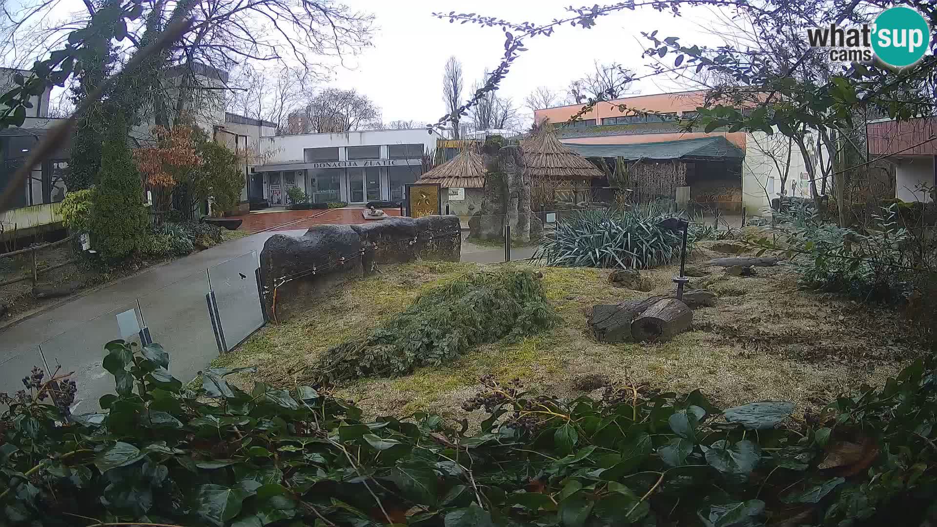 Zoo Zagreb – Surikate