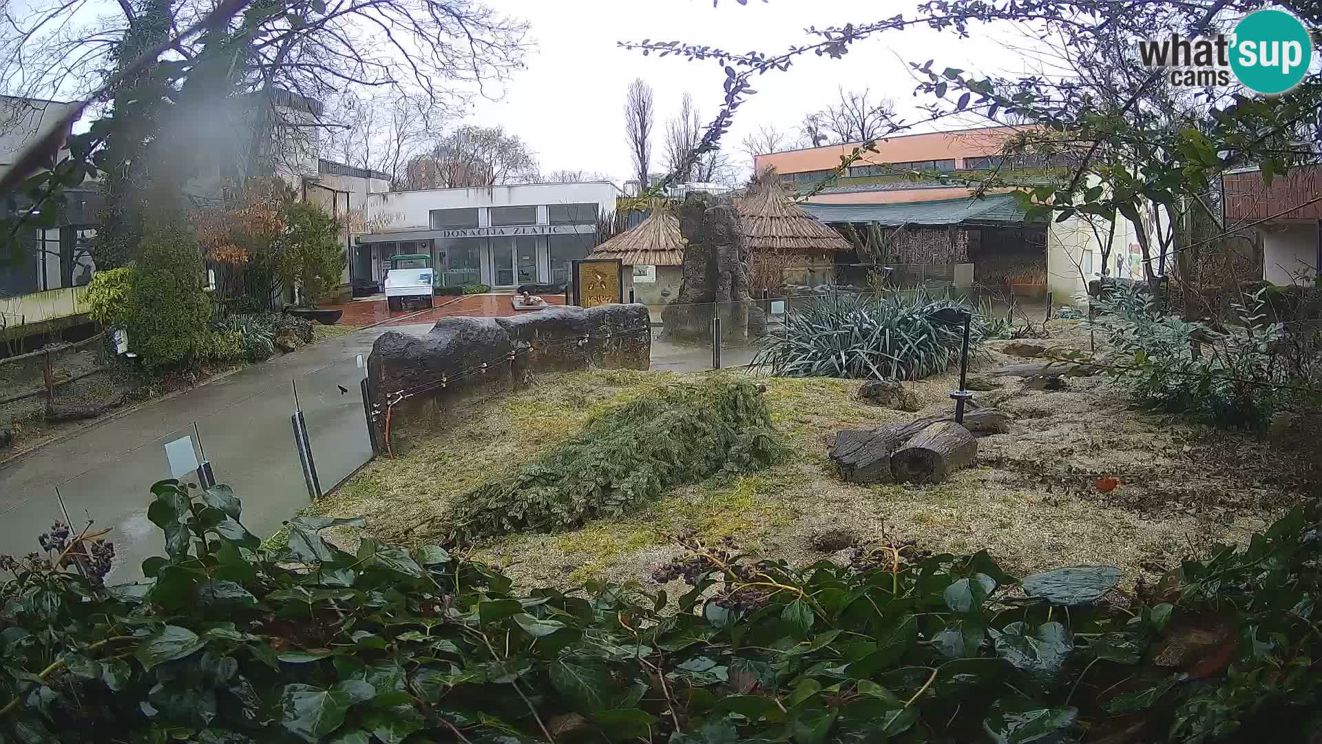 Zoo Zagreb – Surikate