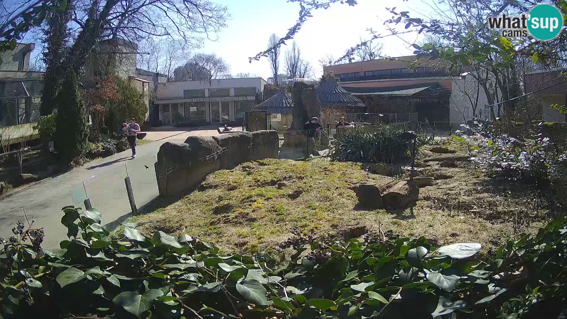 Zoo Zagreb – Surikate